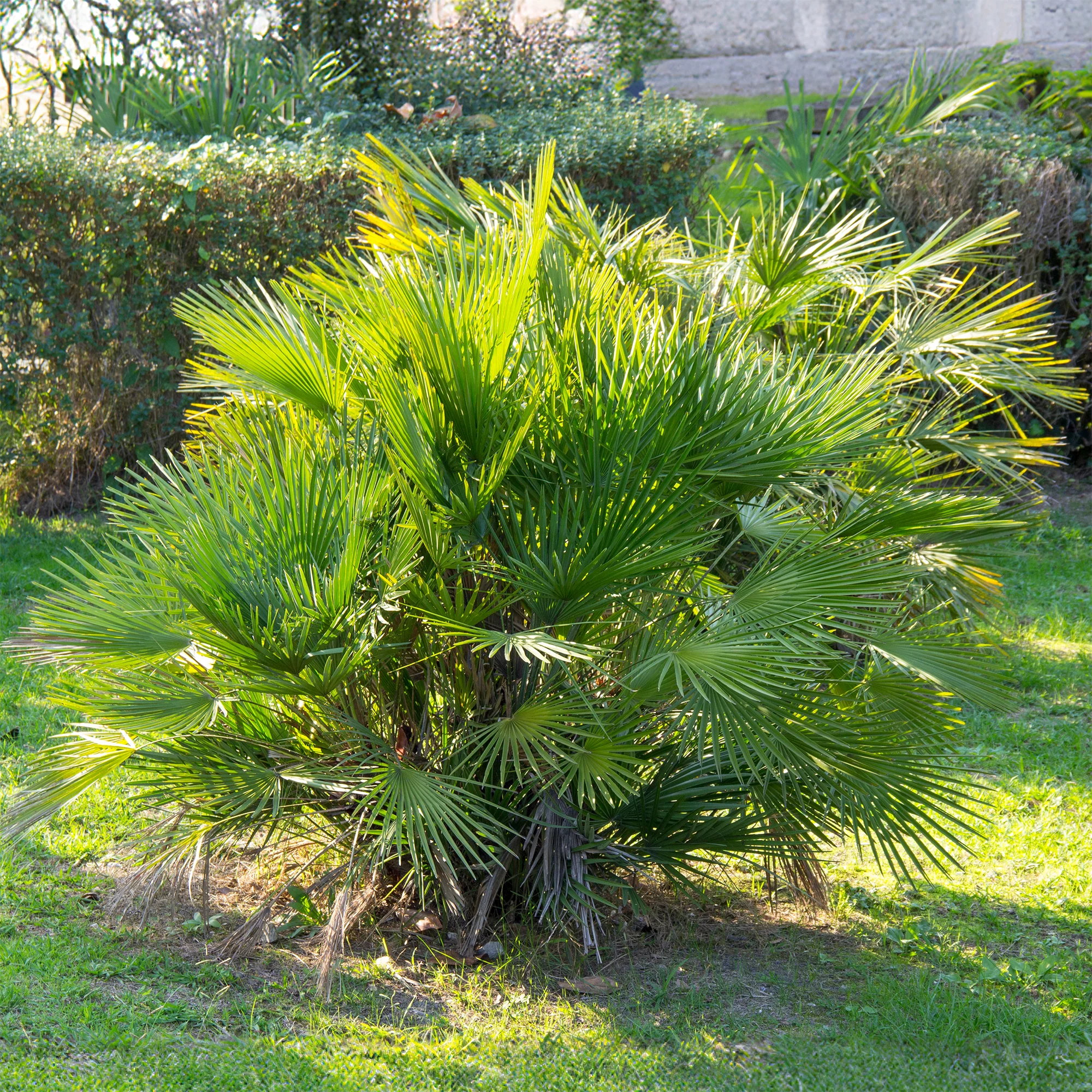 Tuin palmboom - Image 2