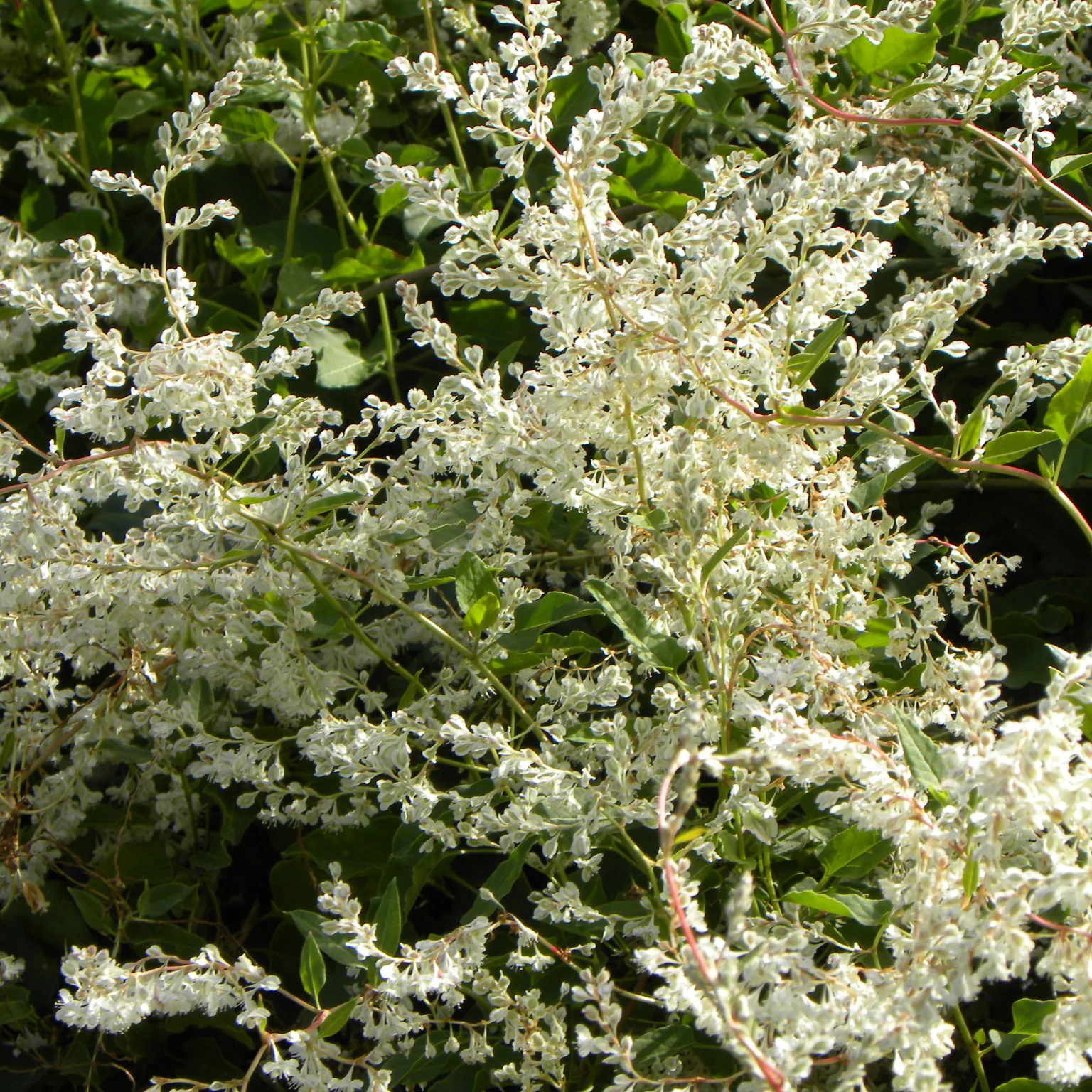 Fallopia Aubertii / Bruidssluier - Image 3