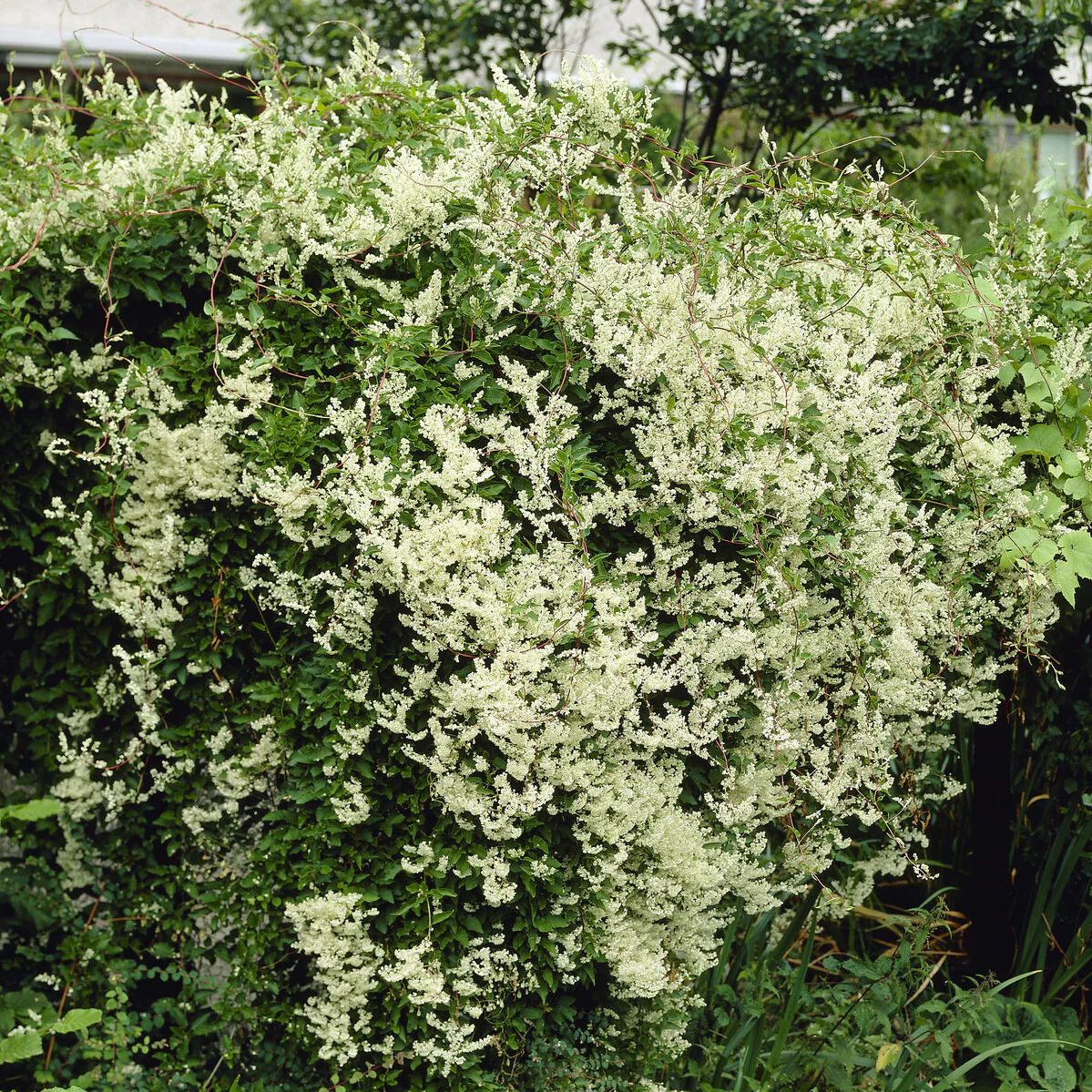 Fallopia Aubertii / Bruidssluier - Image 4