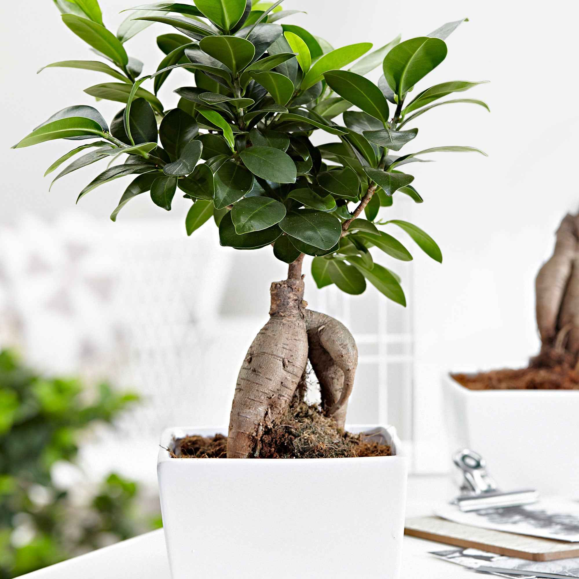 Ficus 'Ginseng'