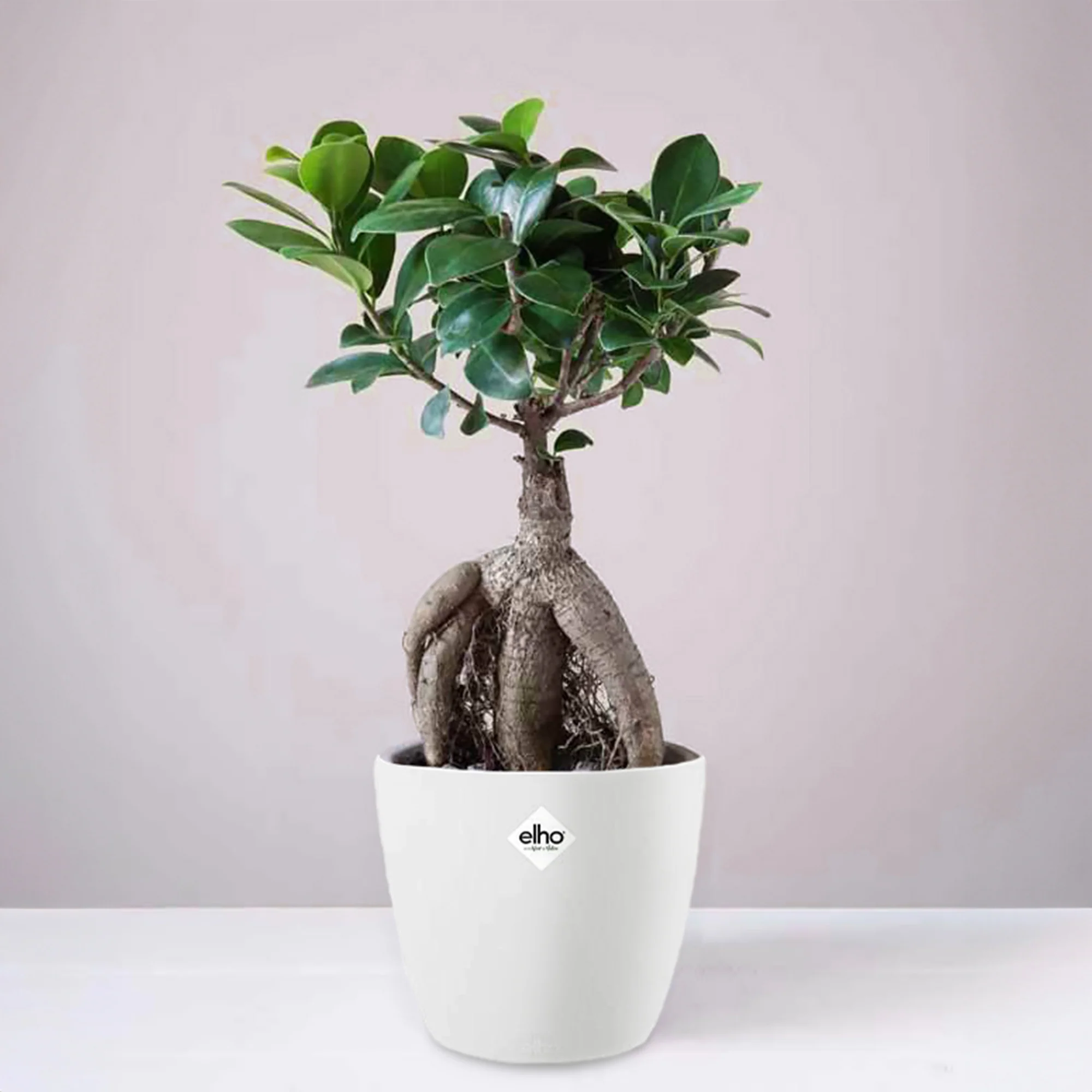 Miniatuur 1