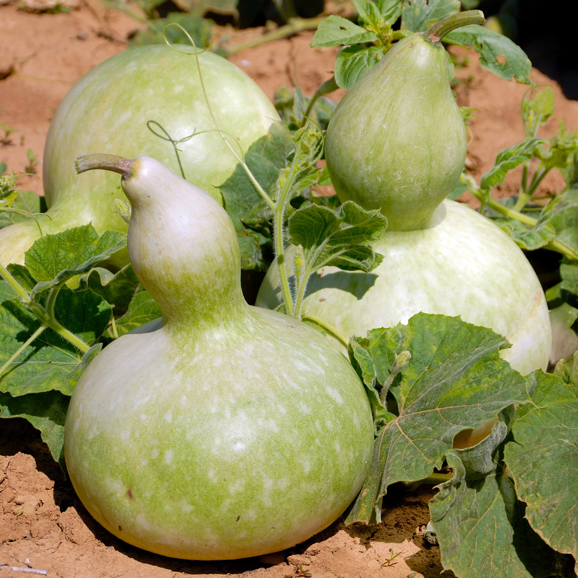 Flessenplant Cucurbita lagenaria