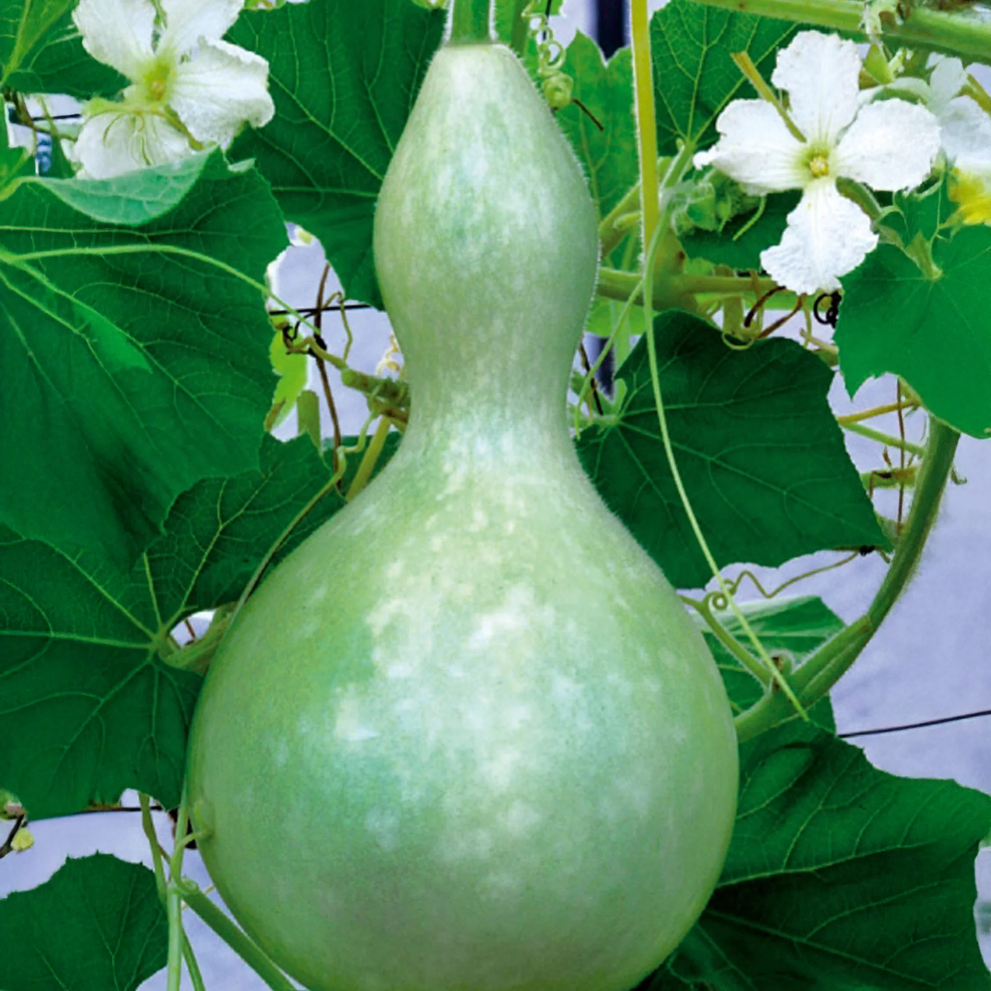 Flessenplant Cucurbita lagenaria - Image 2