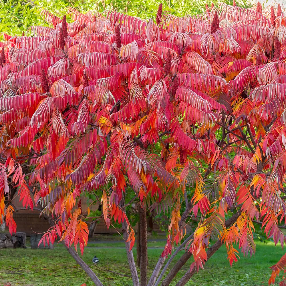Fluweelboom