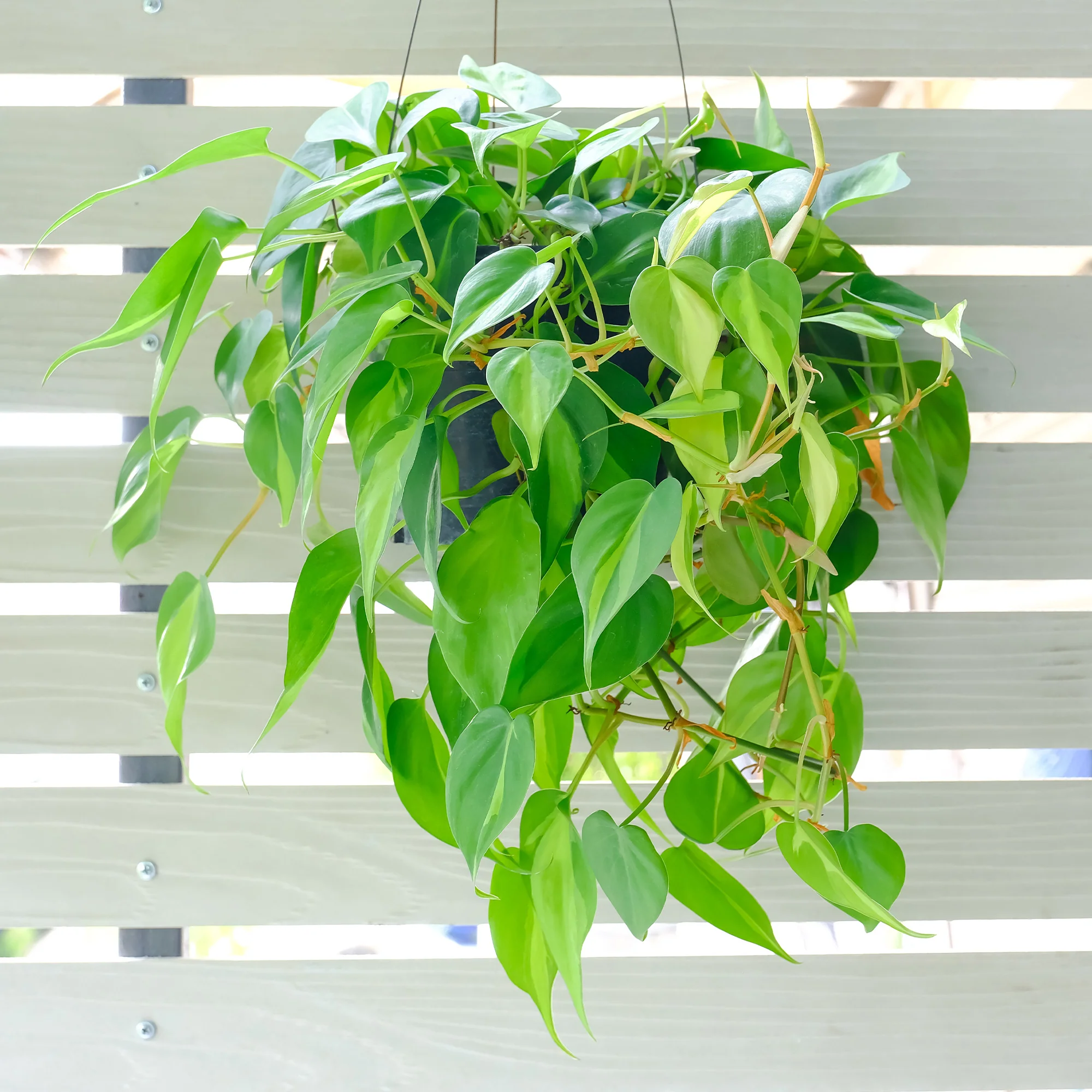 Philodendron Monstera scandens - Image 2