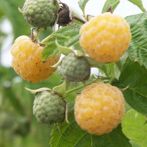 Framboos 'Fallgold' - Image 2