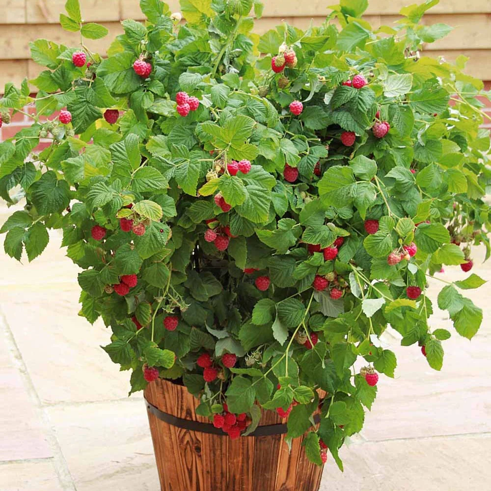 Framboos 'Ruby Beauty' ®