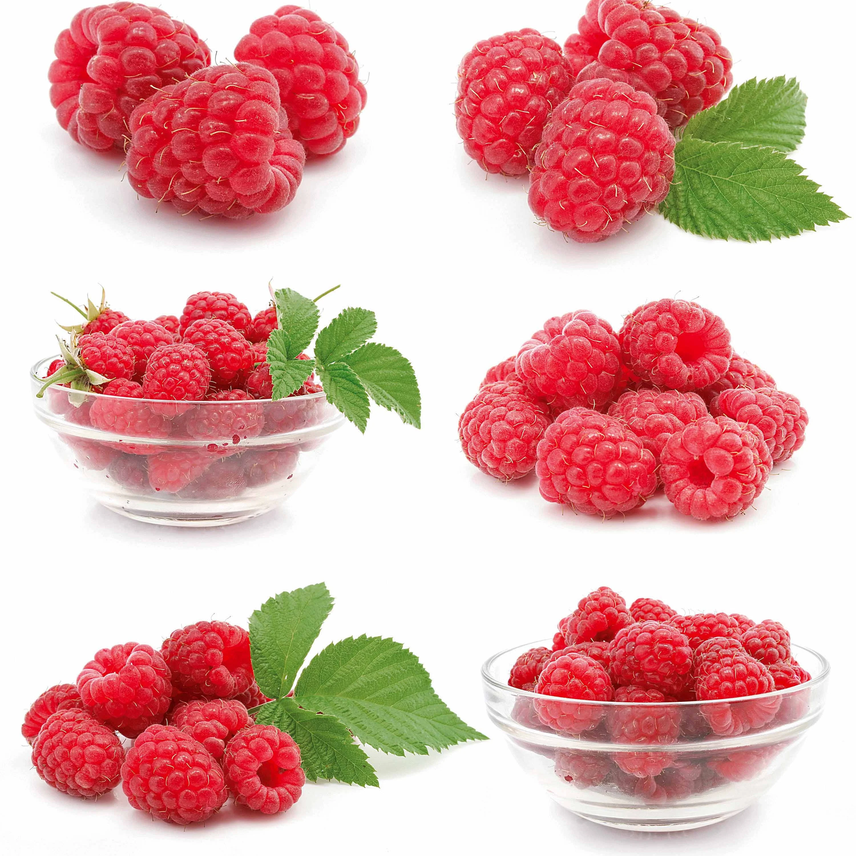 Framboos 'Ruby Beauty' ® - Image 2