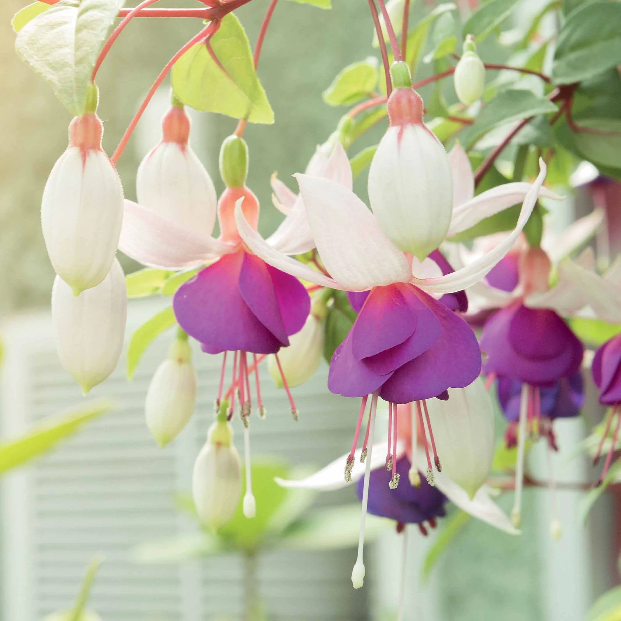 Fuchsia 'Blue Sarah - winterhard (x3)