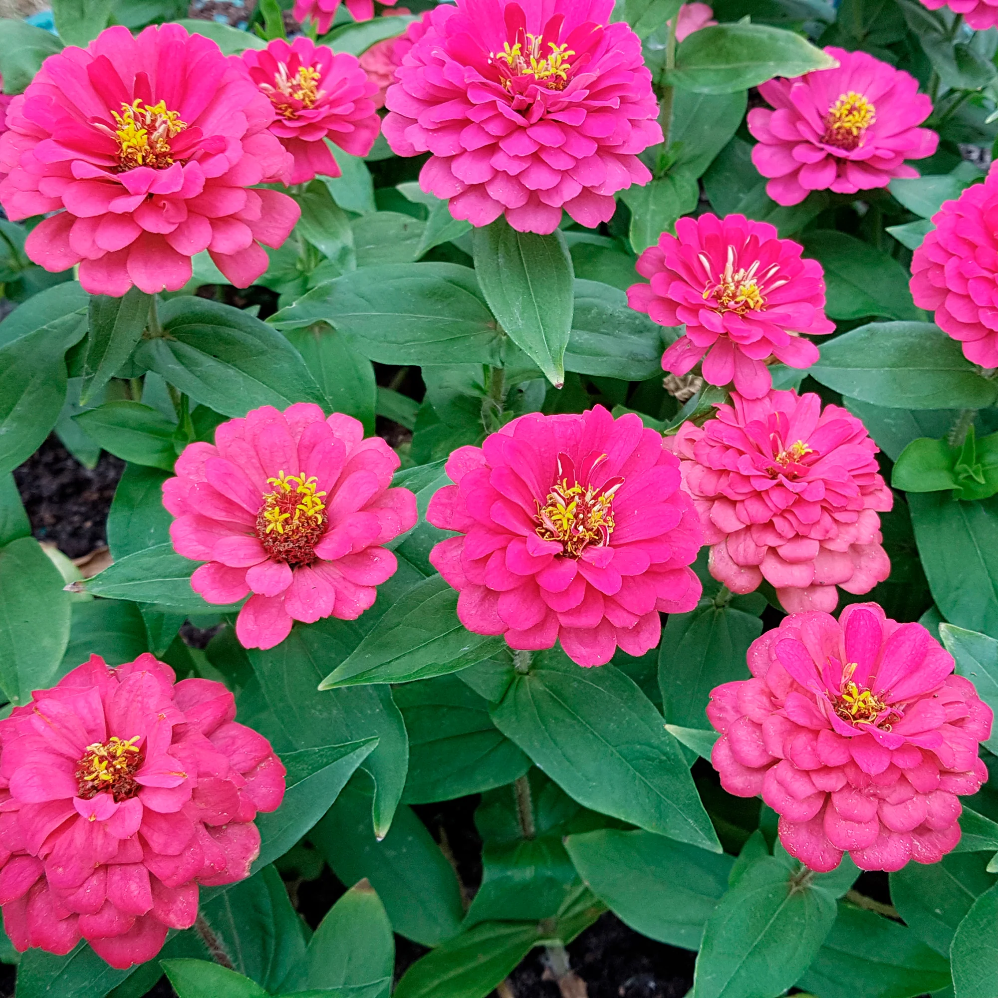 Fuchsia zinnia - Image 2