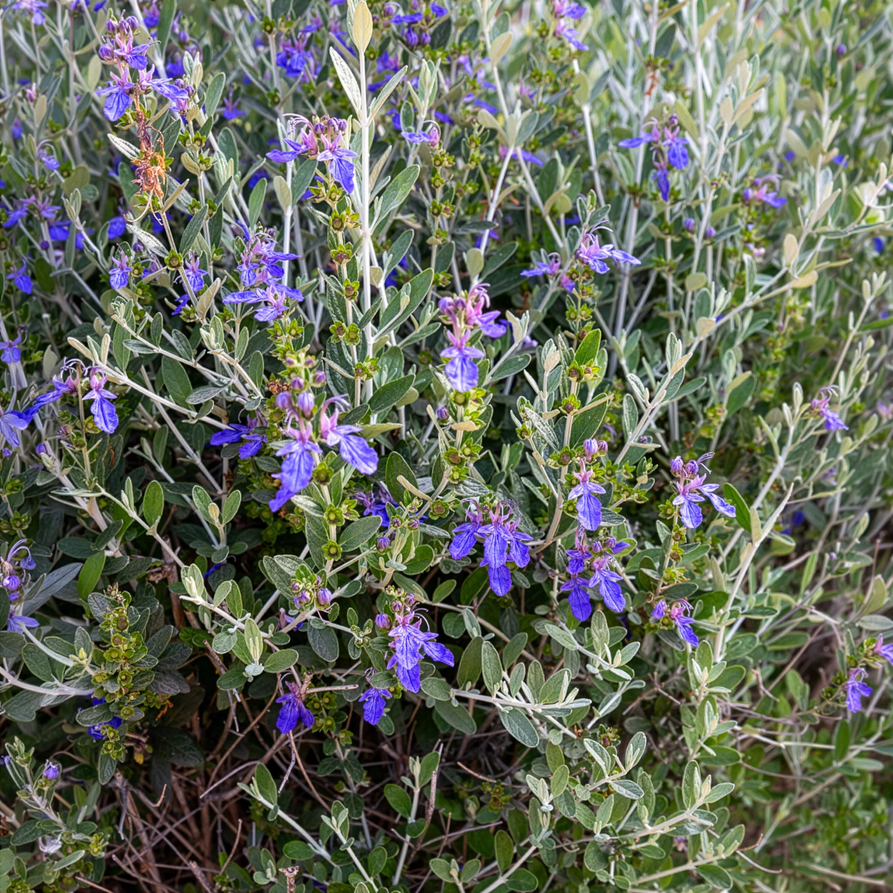 Gamander 'Azureum'