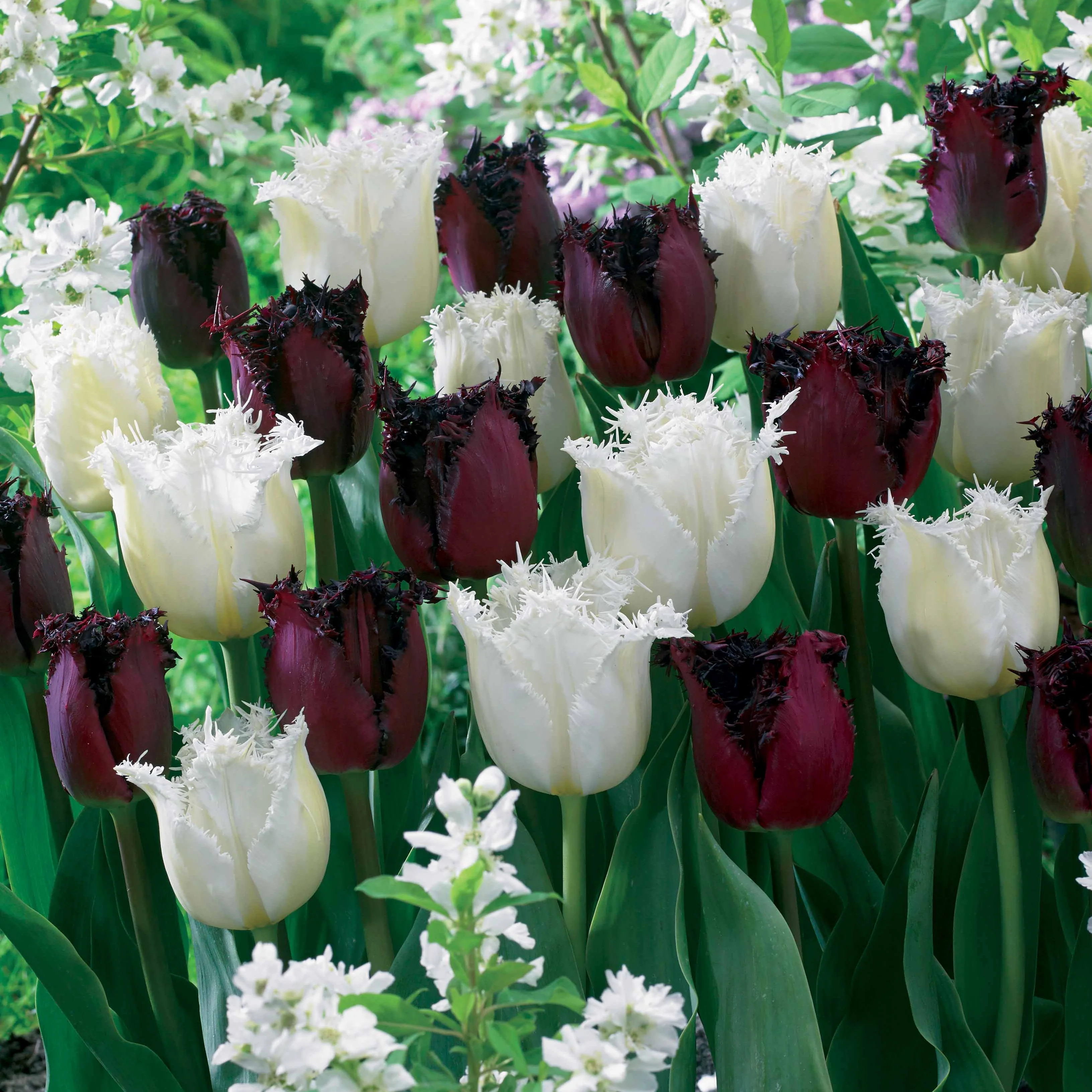 Gefranjerde tulpen 'North Pole' & 'Labrador' (x10)
