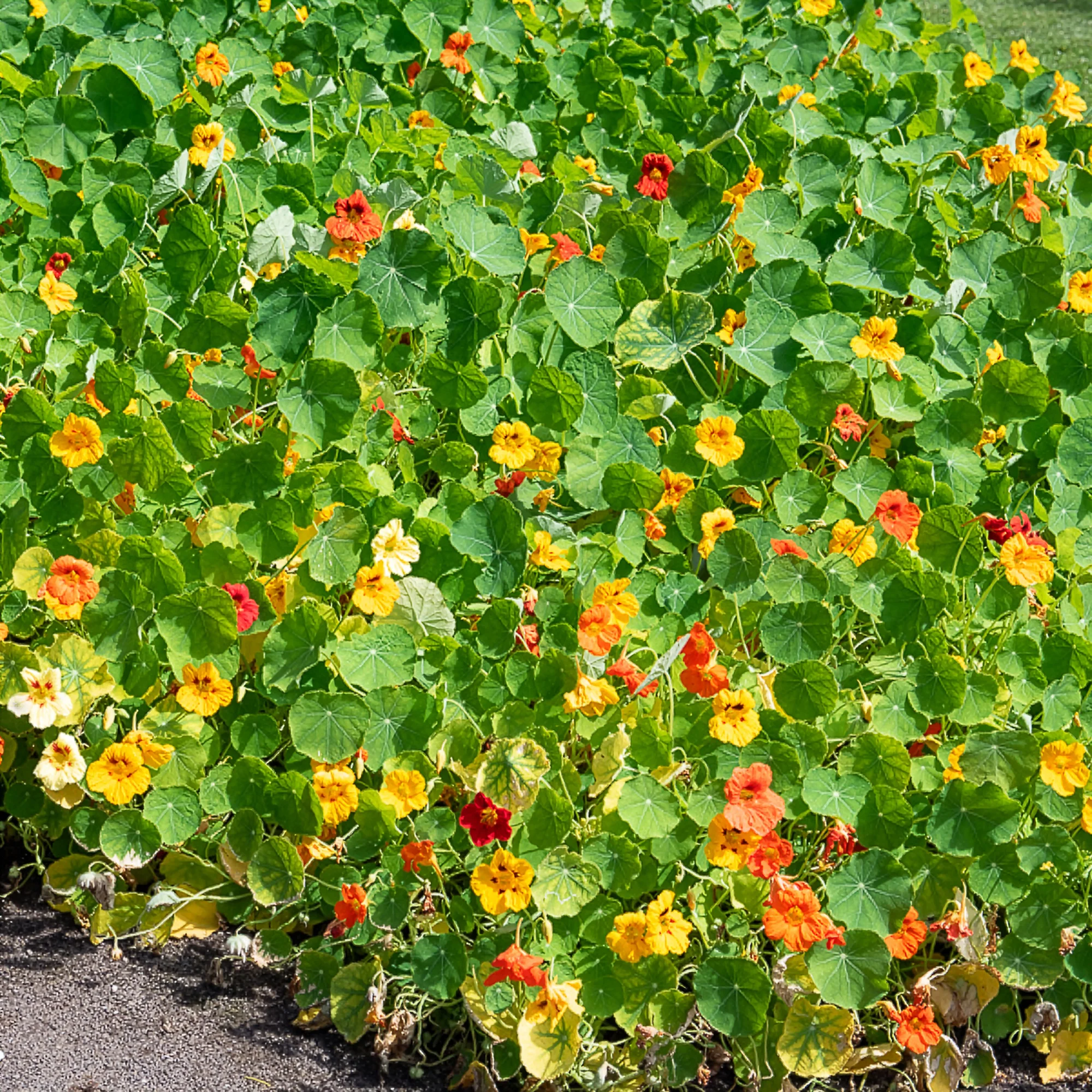 Oost-Indische kers geel, oranje en rood