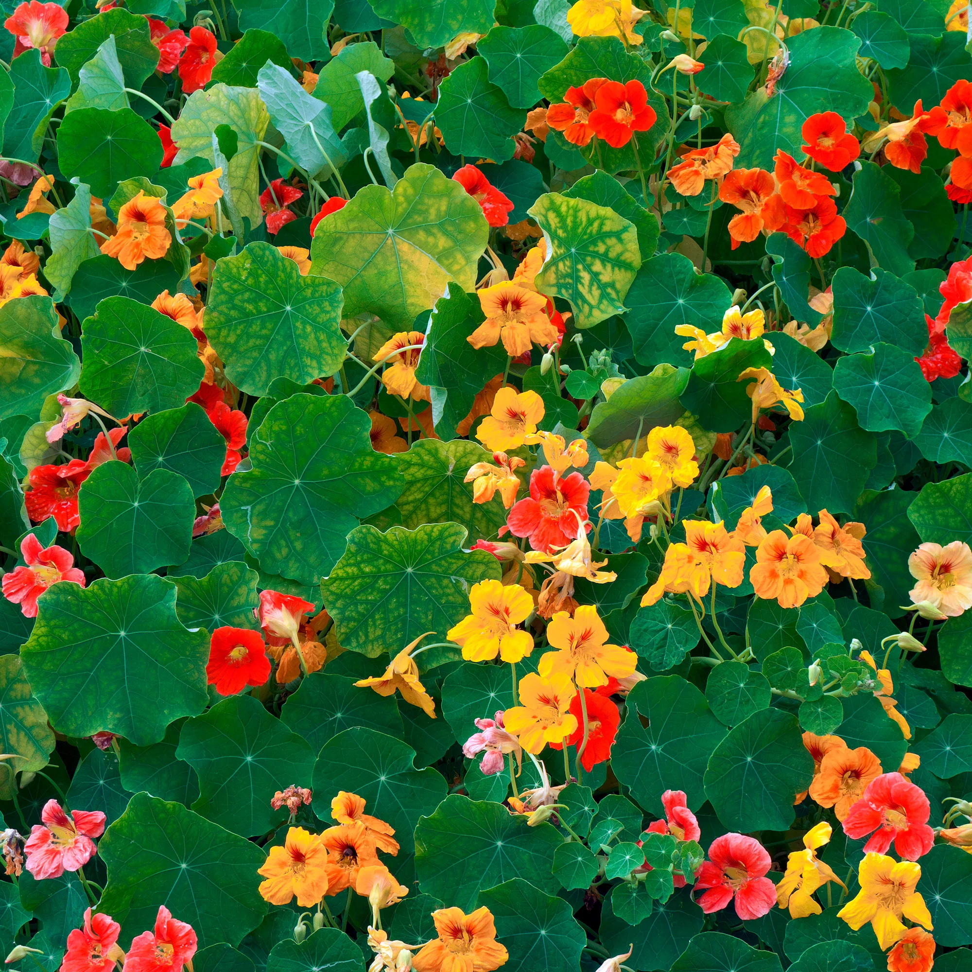 Oost-Indische kers geel, oranje en rood - Image 2