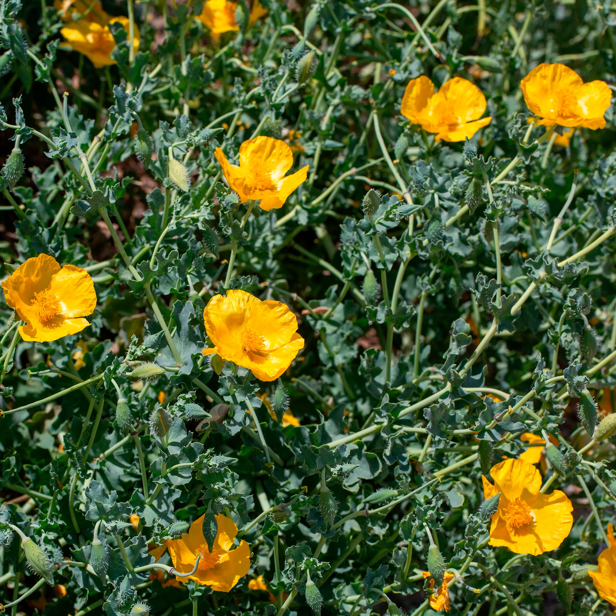 Gele hoornpapaver - Image 2
