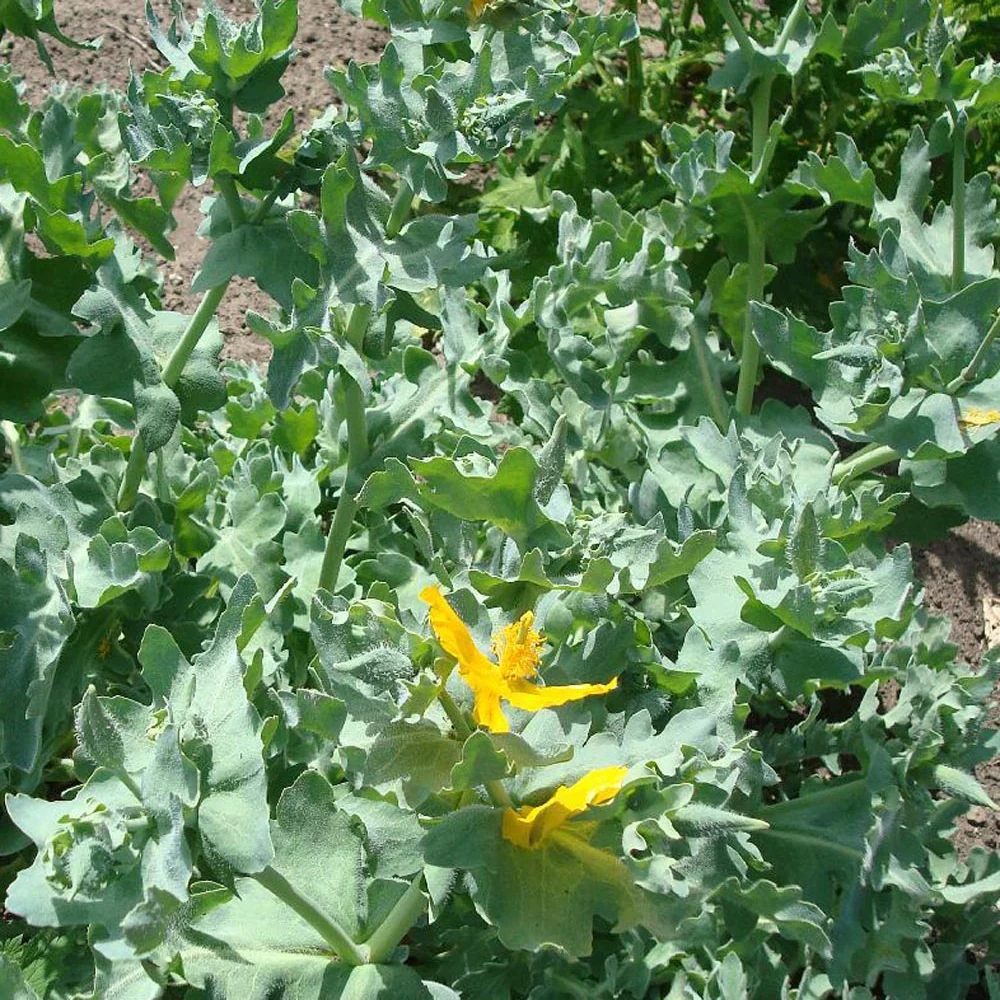 Gele hoornpapaver - Image 6