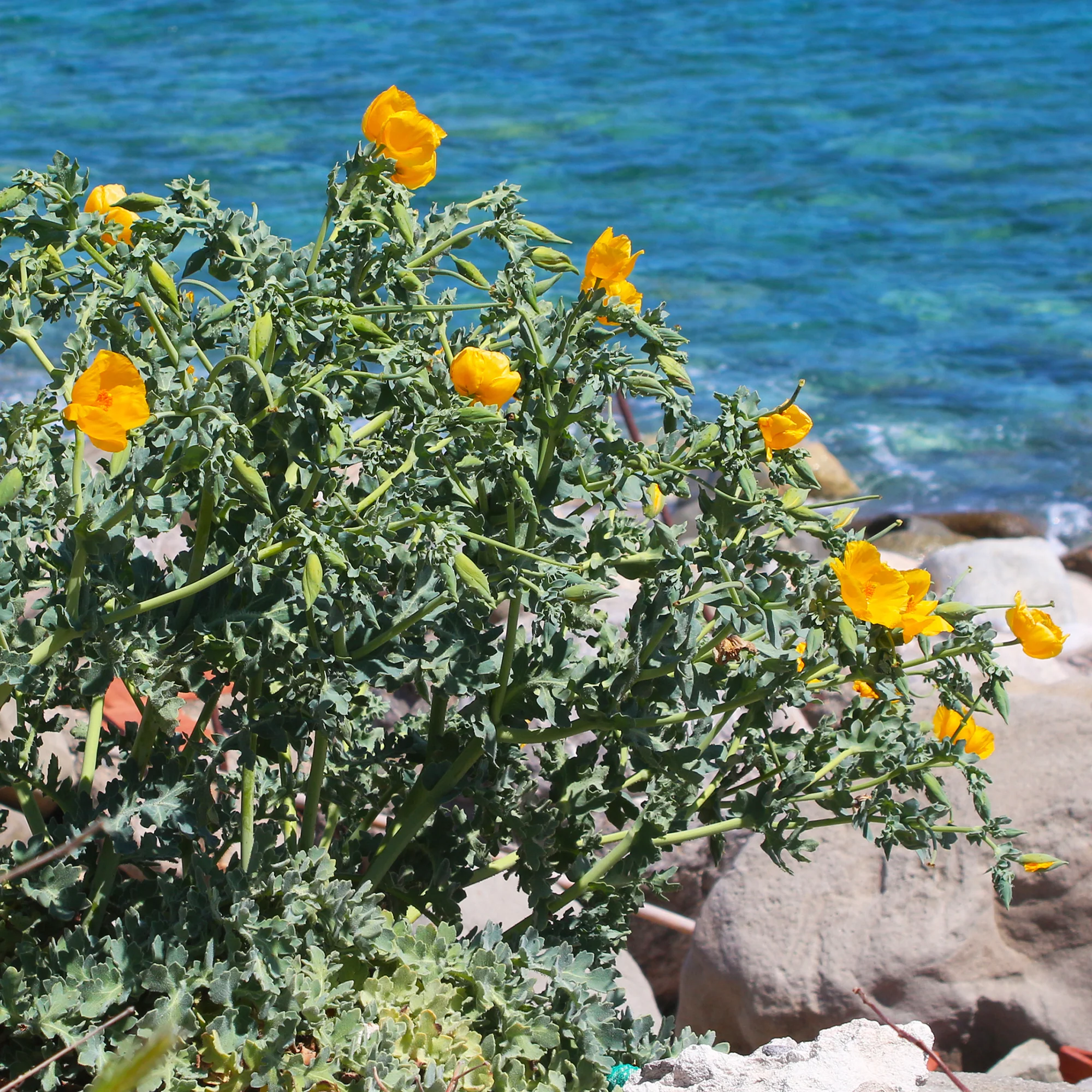 Gele hoornpapaver - Image 8