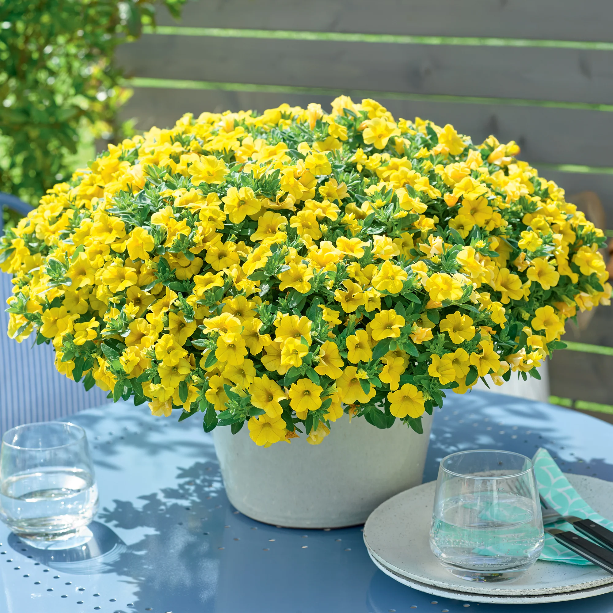 Gele mini-petunia (x3)