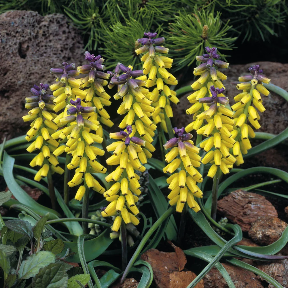 Gele Muscari Golden Fragrance