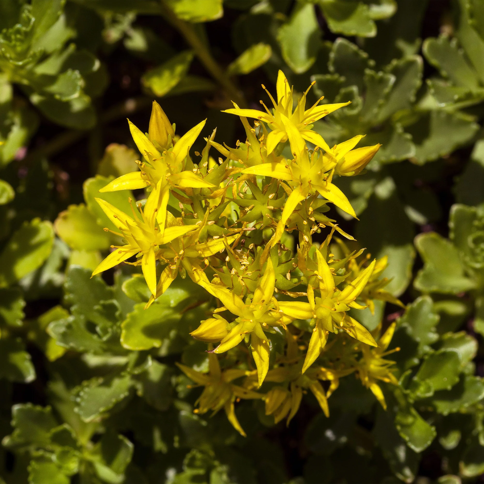 Gele muurpeper (x2) - Image 3