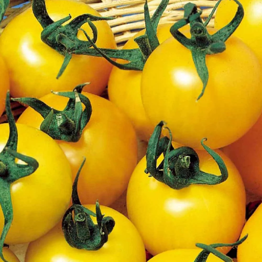 Gele tomaat 'Goldene Königin'