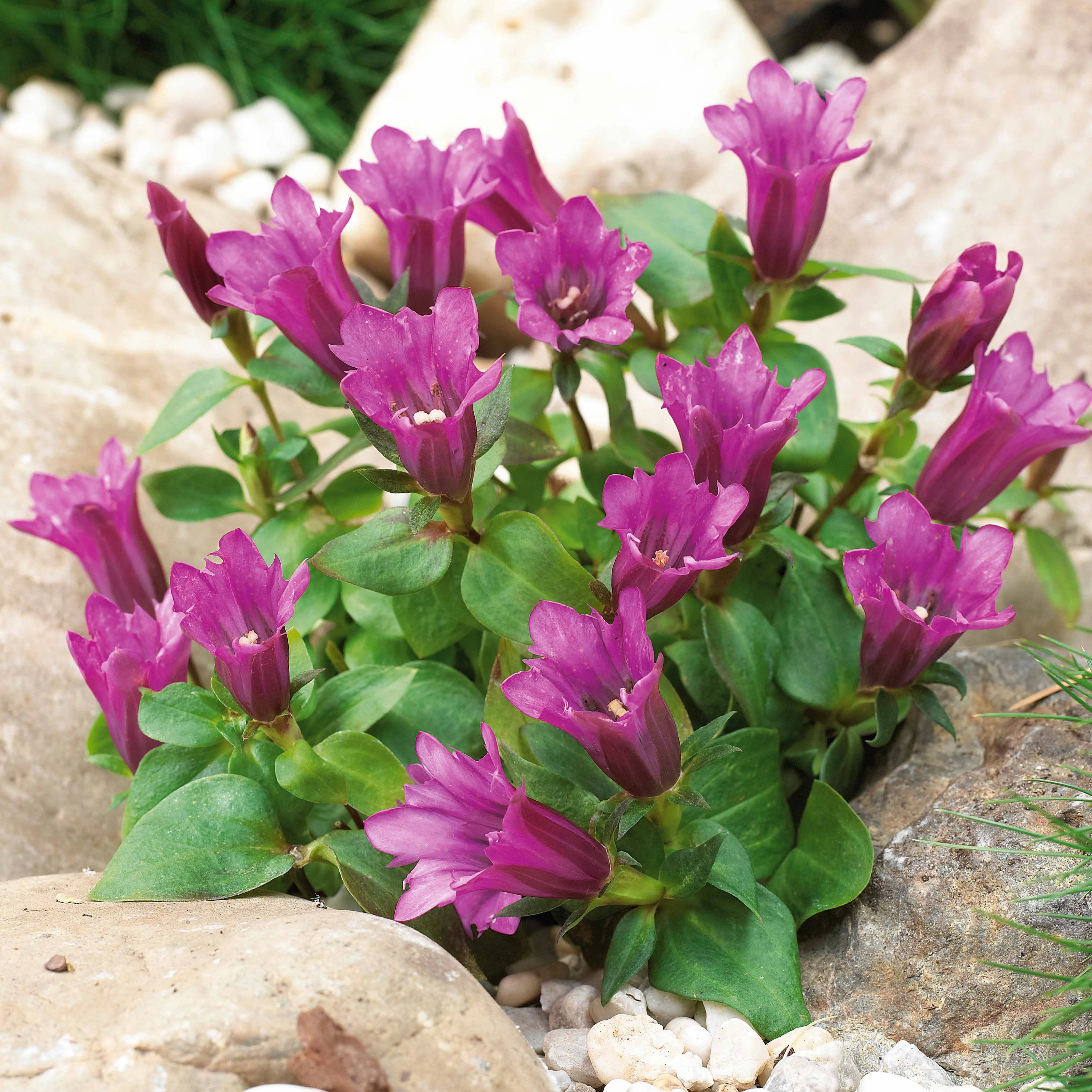 Miniatuur 1