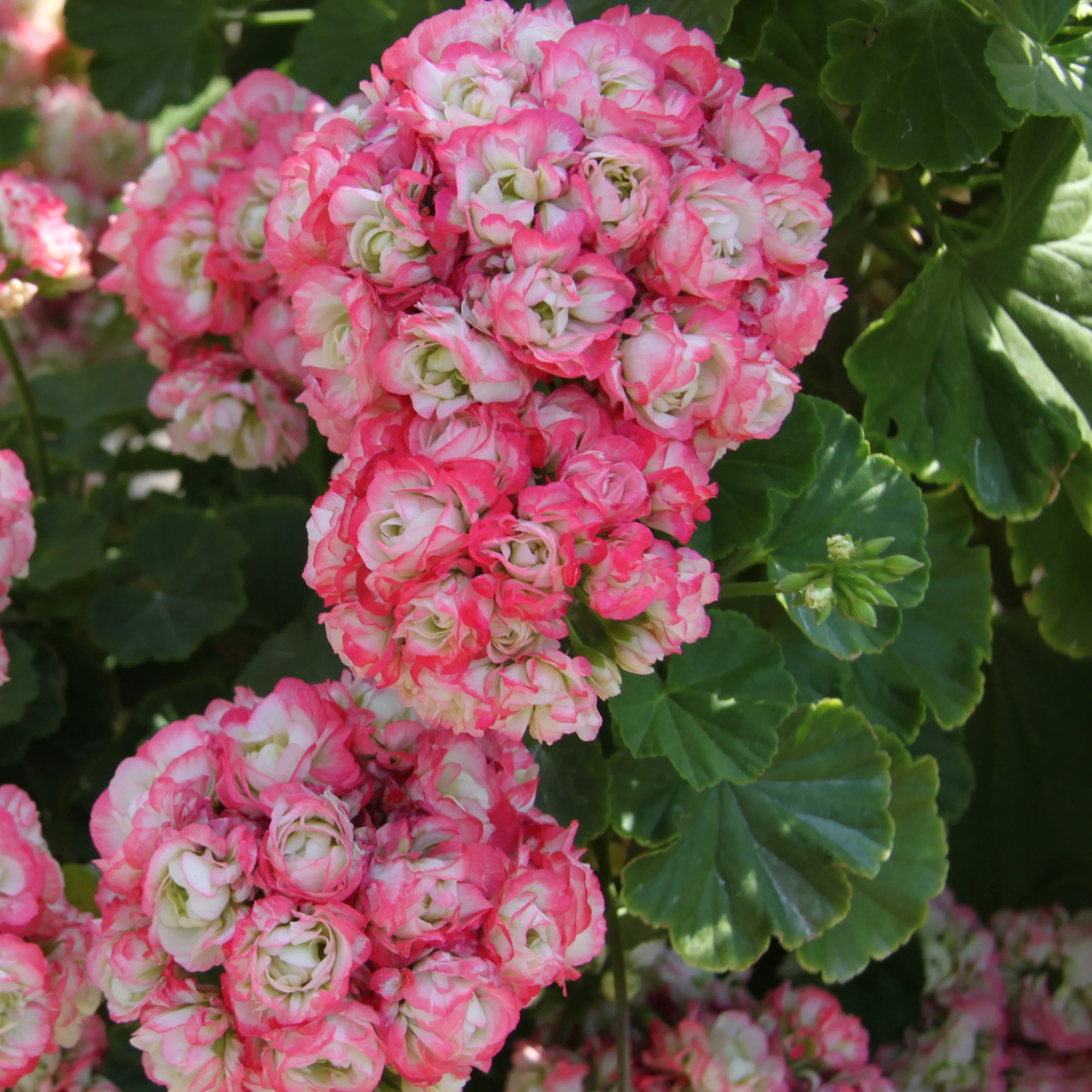Geranium 'Appleblossom' (x3) - Image 2