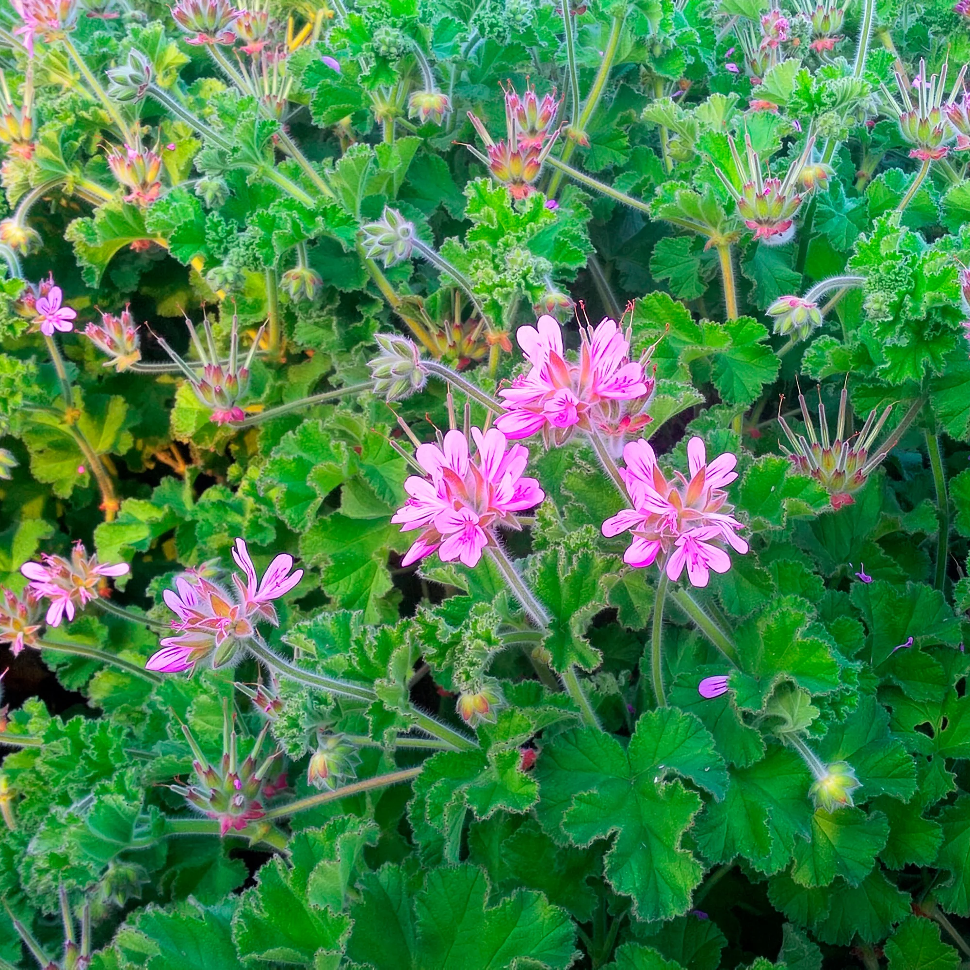 Geranium Capitatum