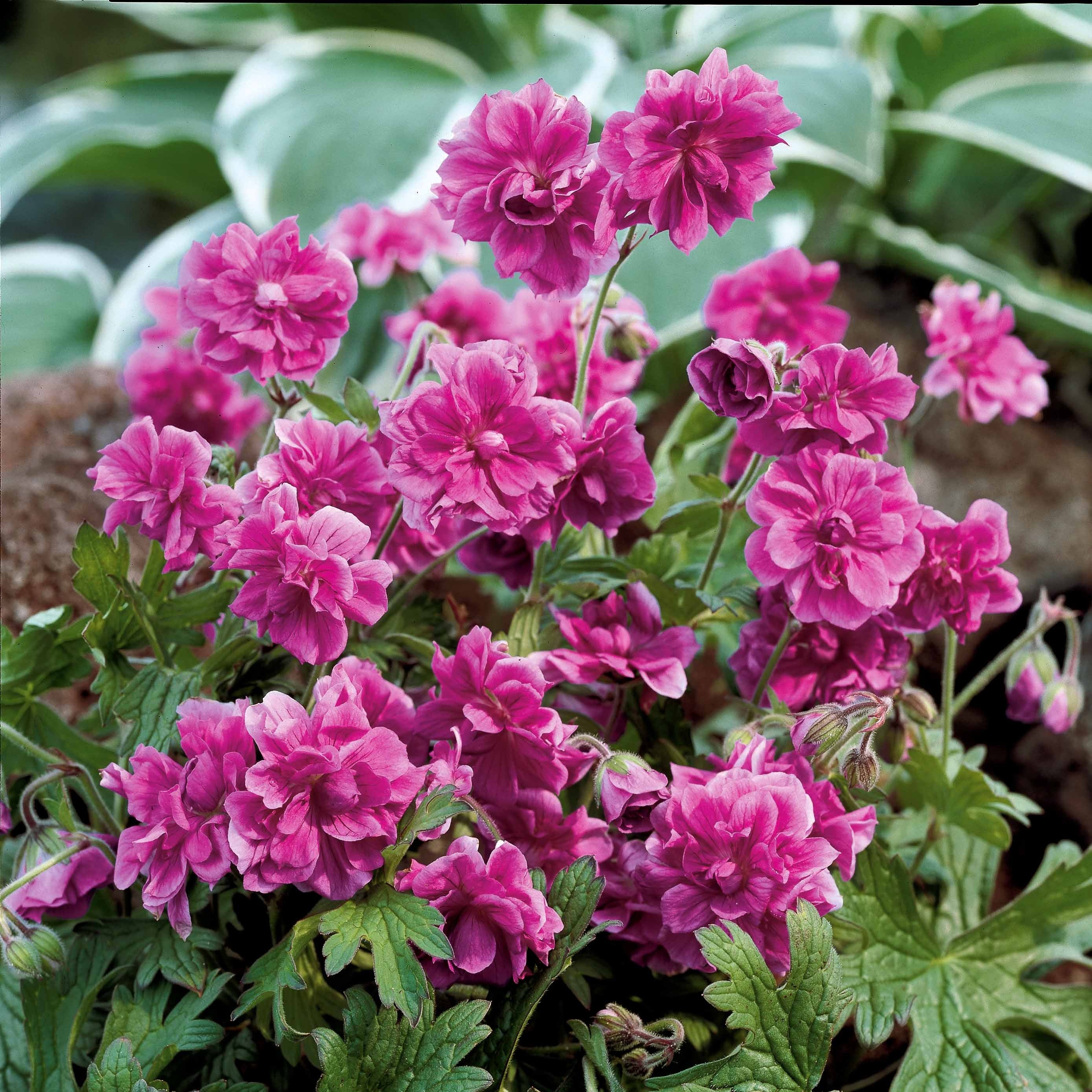 Geranium Mix - roze + blauw + wit (x3) - Image 2