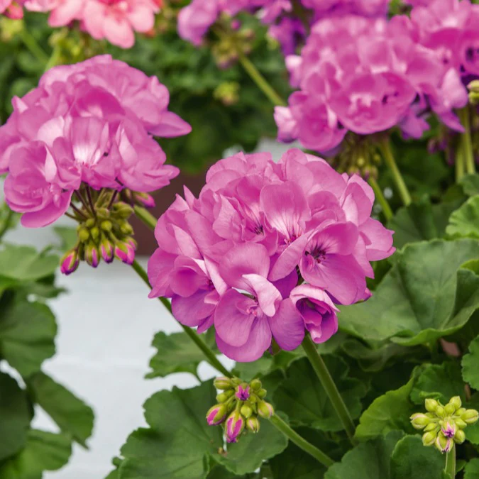 Geranium - paars