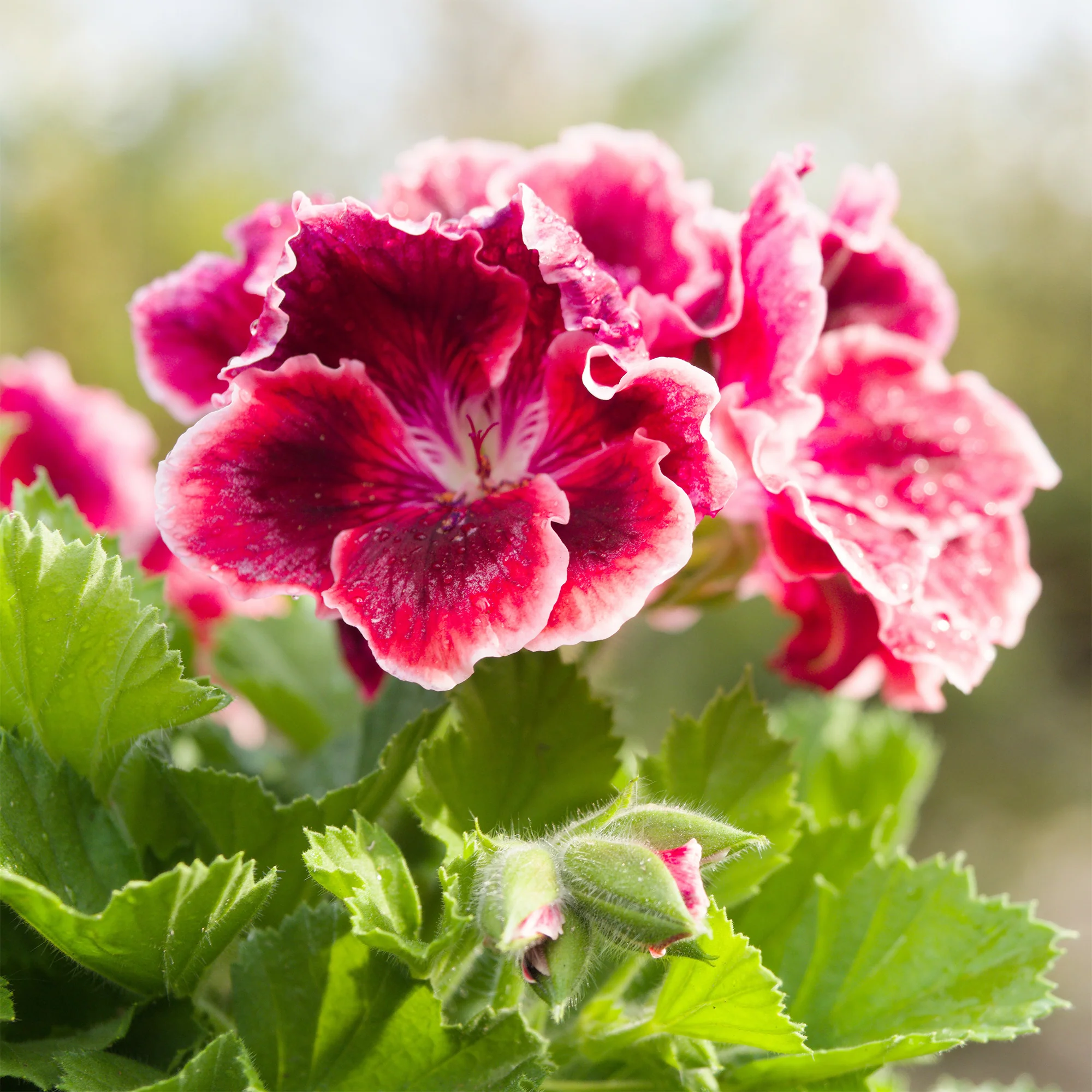 Geranium 'Pansy' (x3) - Image 3
