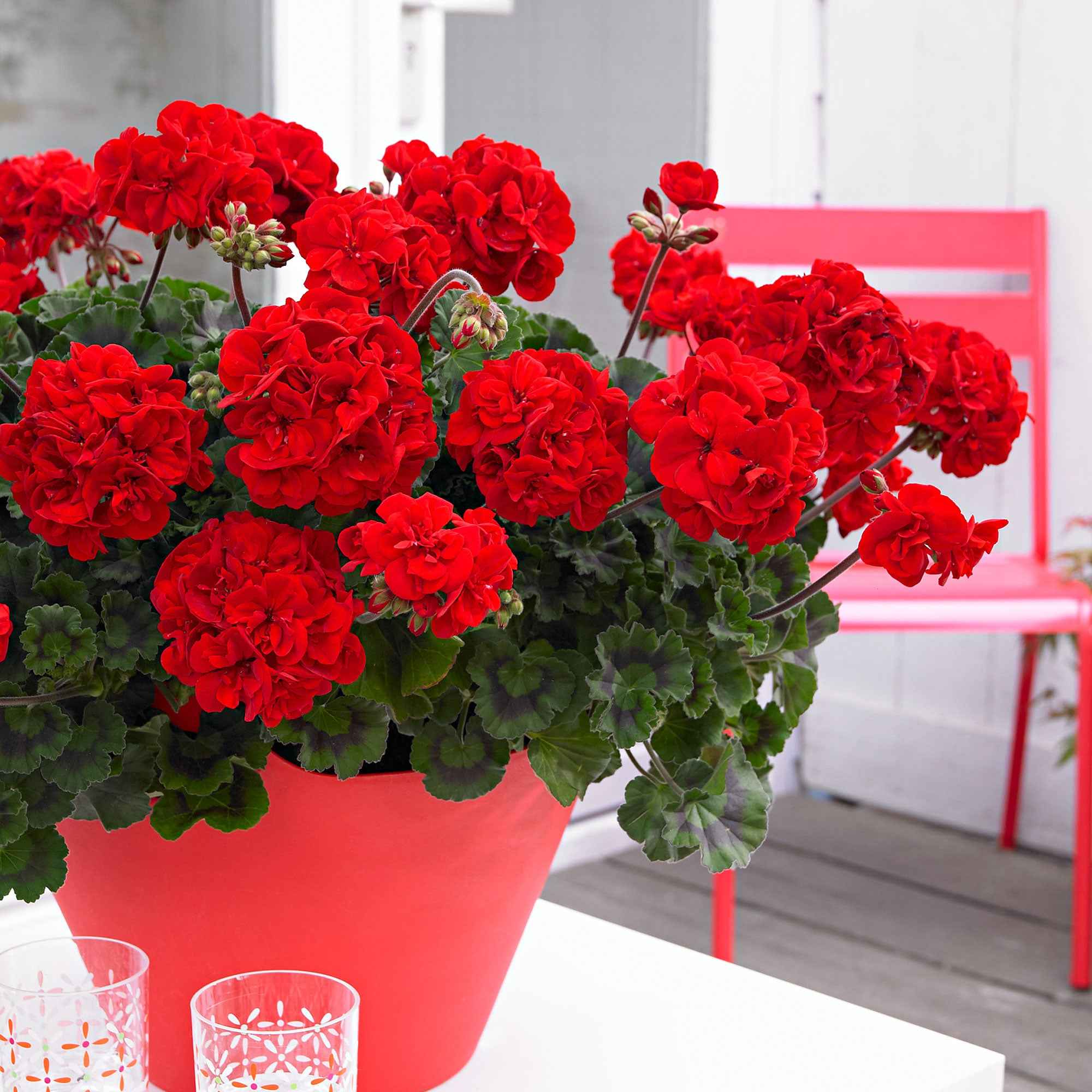 Geranium 'Toscana'® (x3)