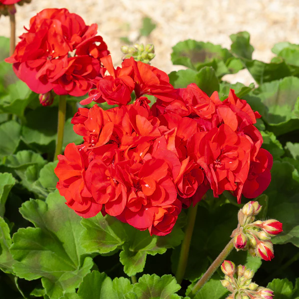 Geranium 'Toscana'® (x3) - Image 3