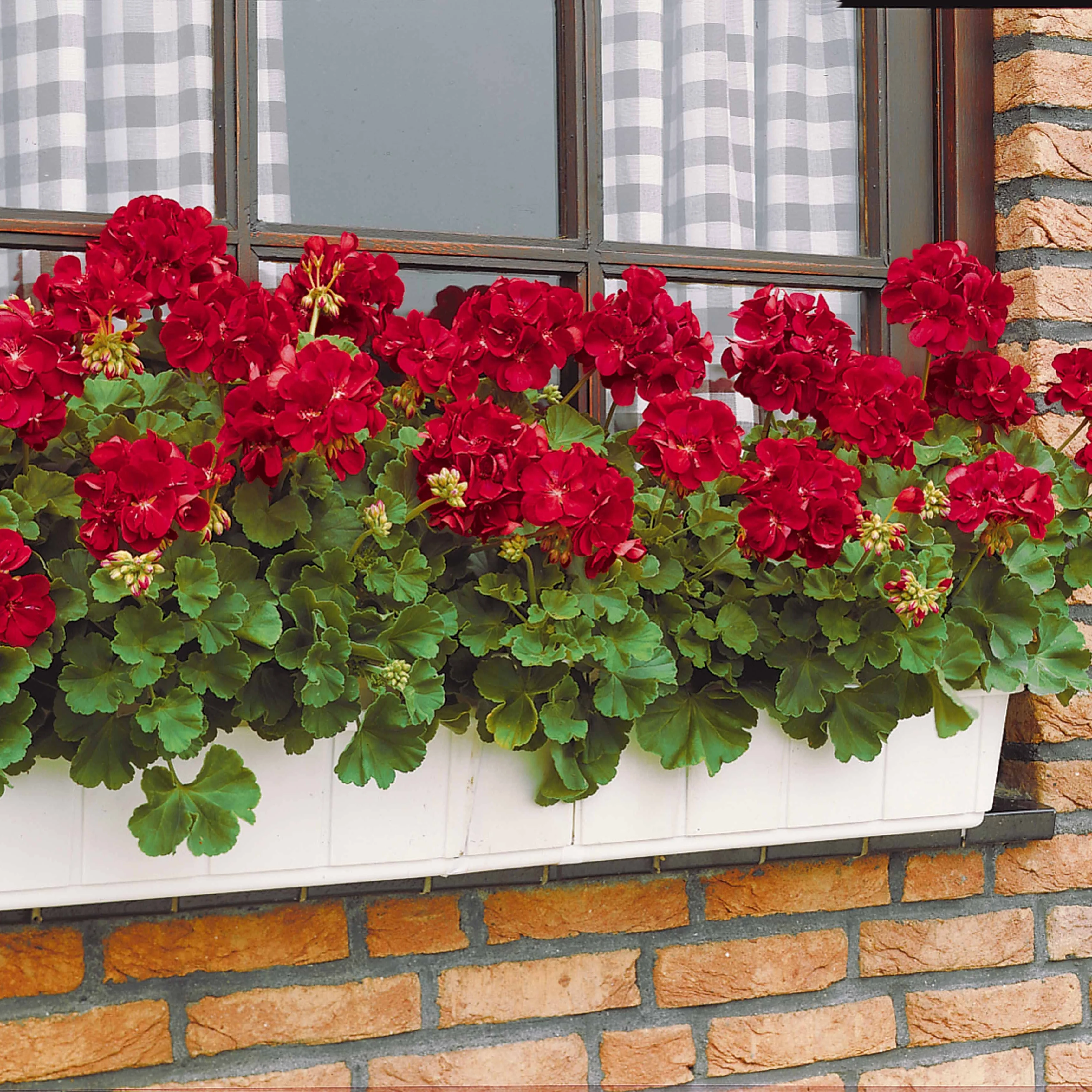 Geranium 'Toscana'® (x3) - Image 4