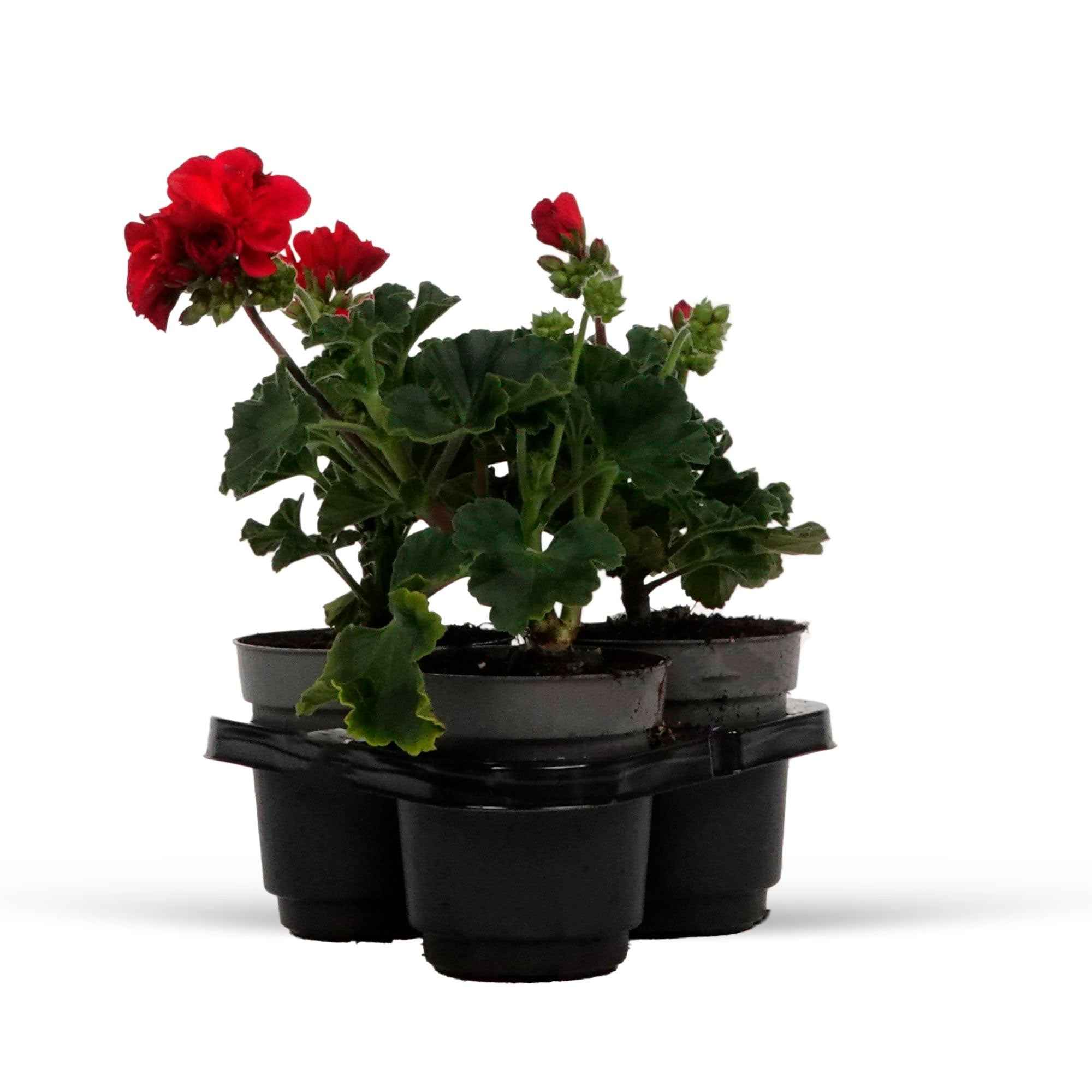 Geranium 'Toscana'® (x3) - Image 5