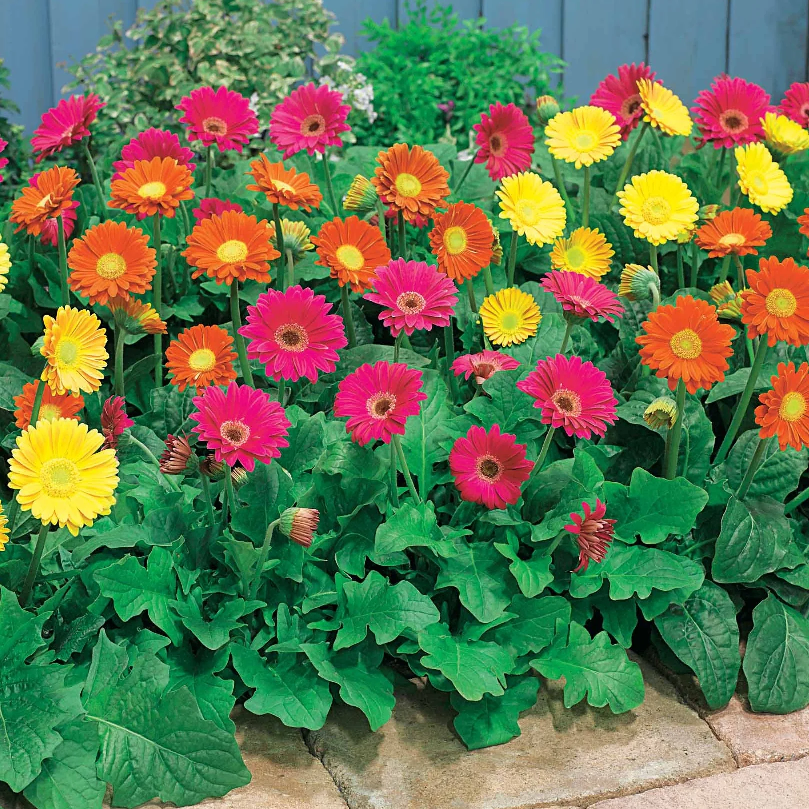 Gerbera Garvinea Rachel (x2)