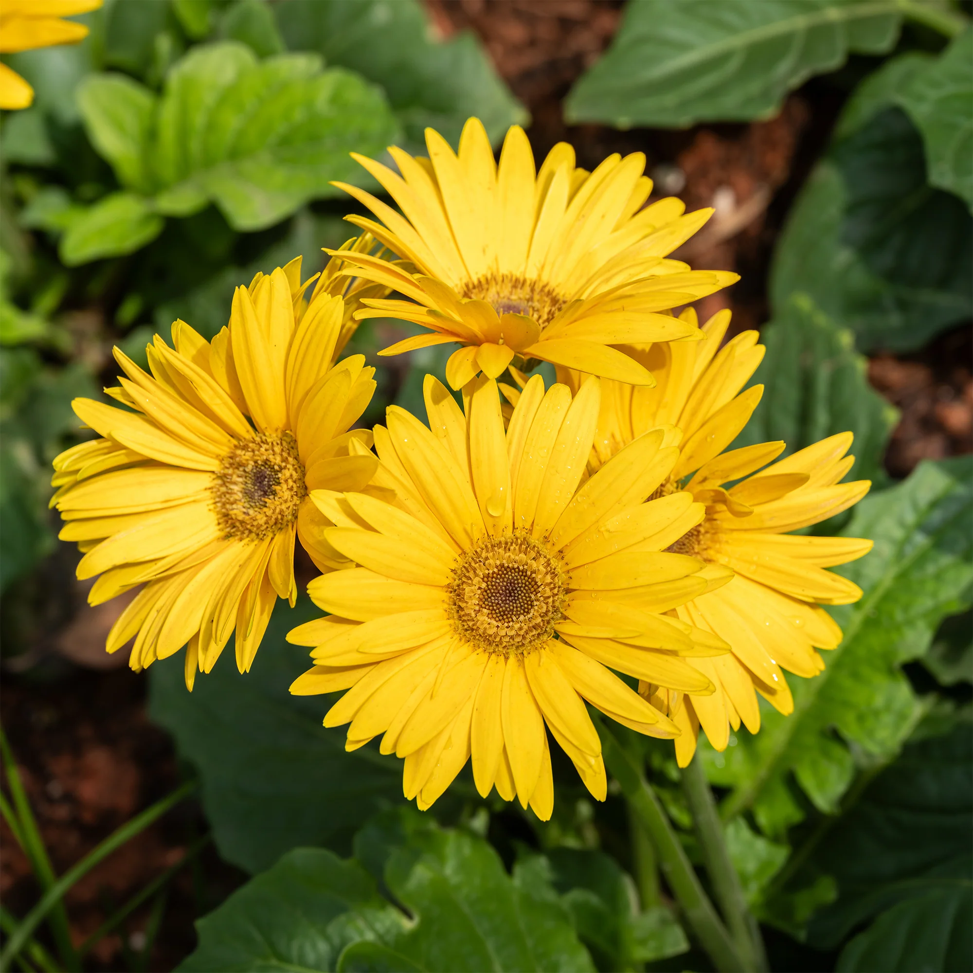 Gerbera geel