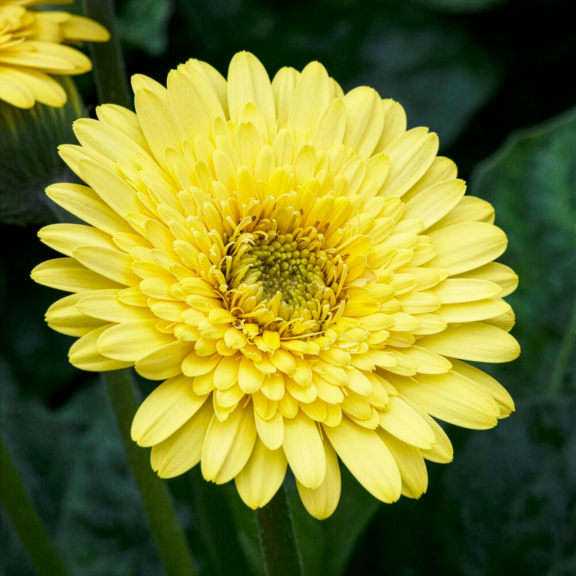 Gerbera geel - Image 2