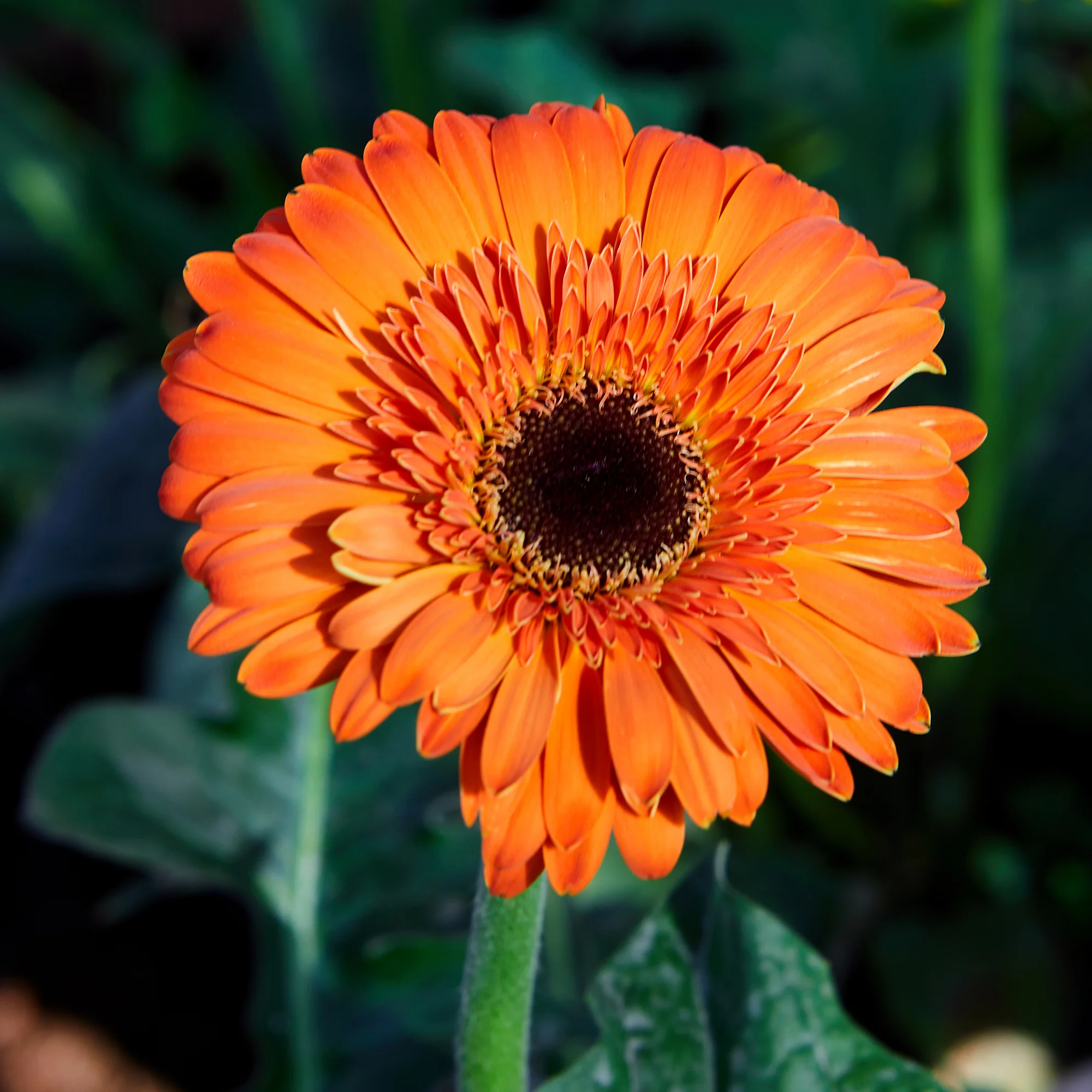 Gerbera oranje