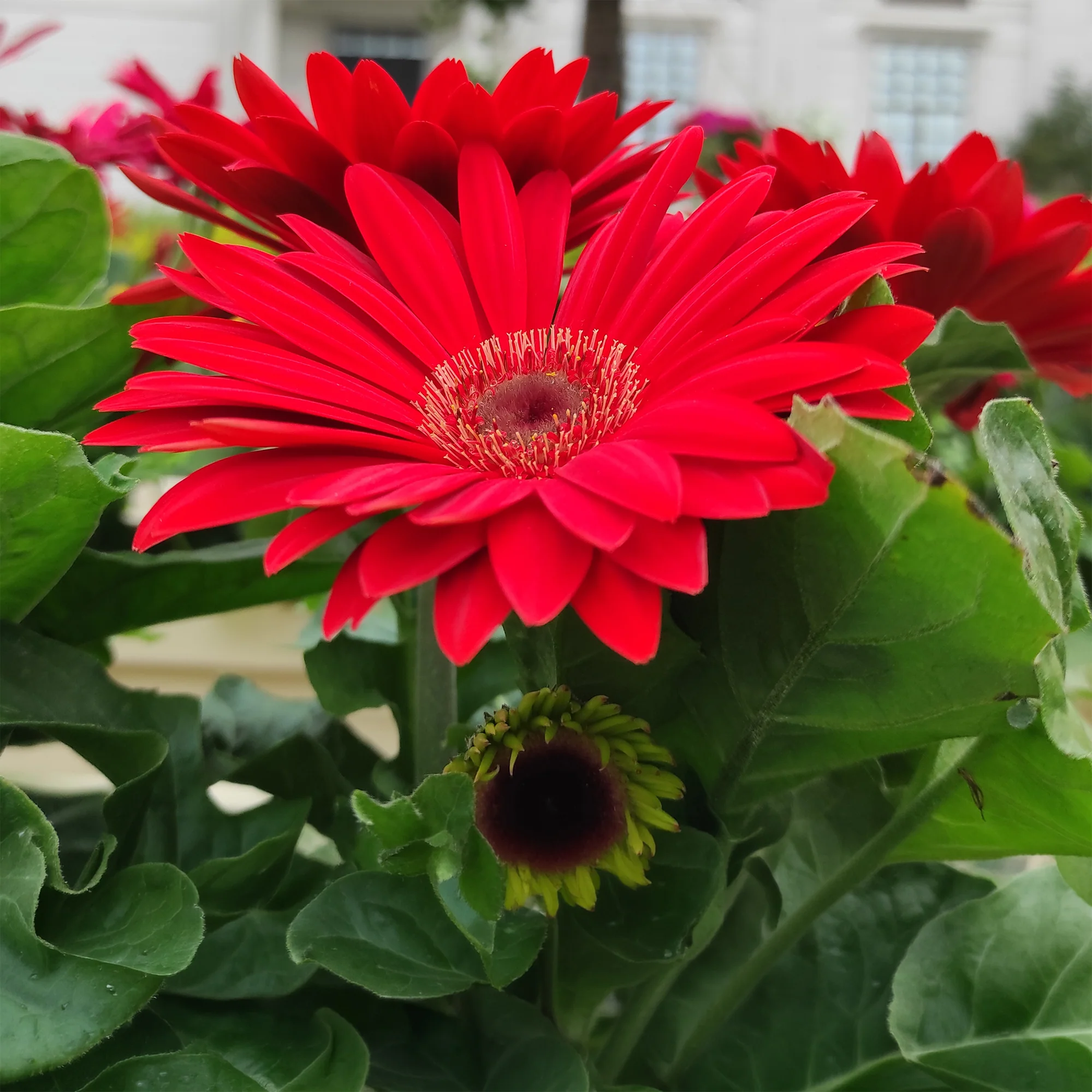 Gerbera rood