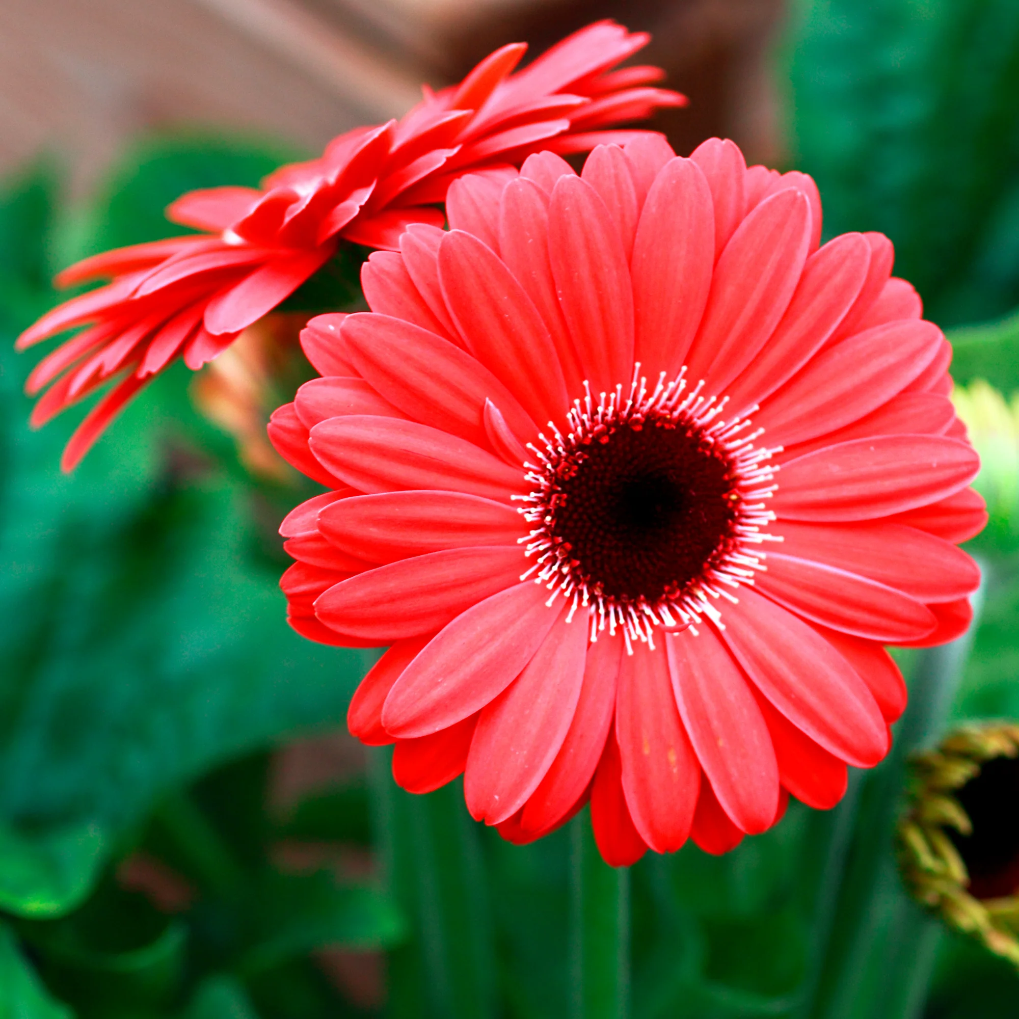 Gerbera rood - Image 2