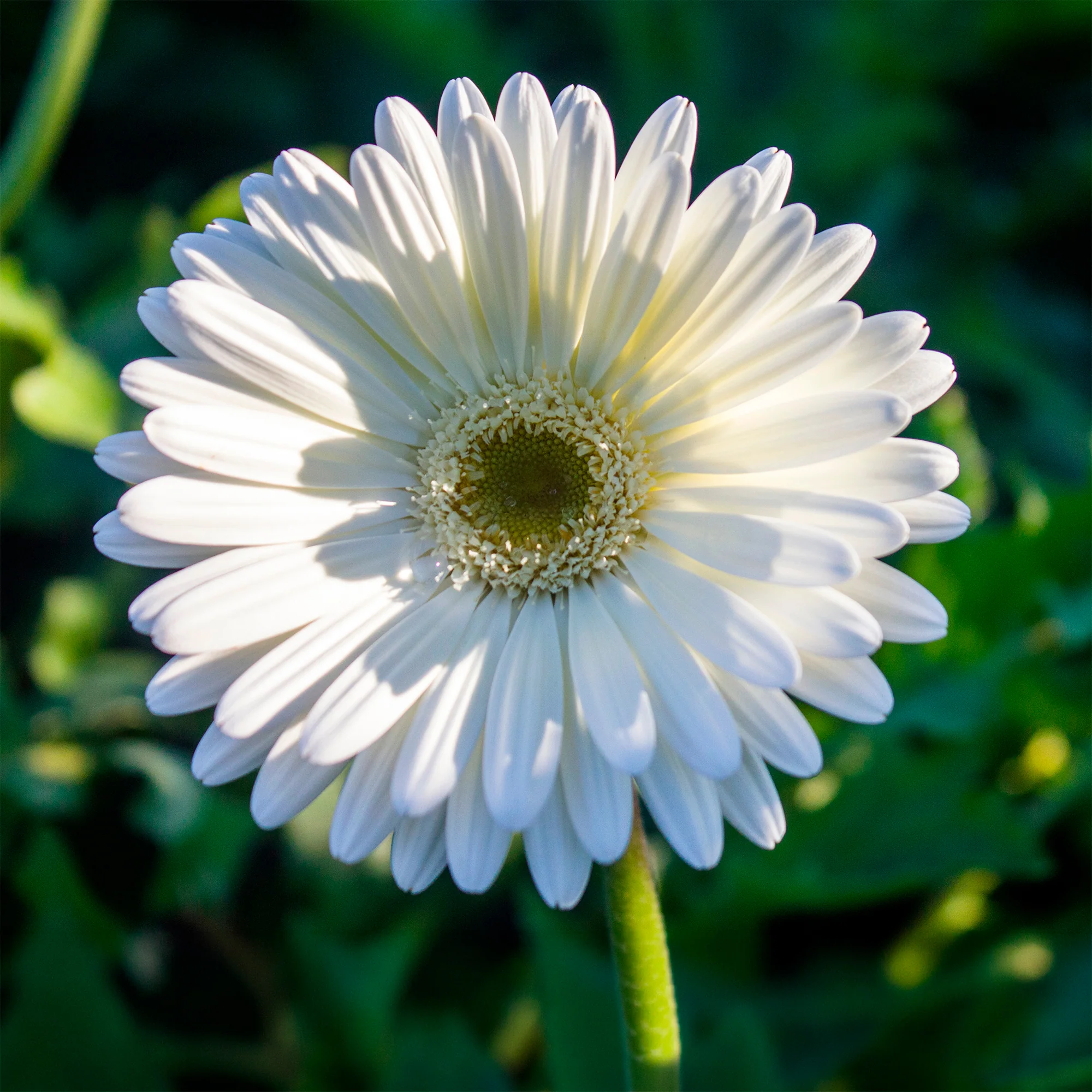 Gerbera wit