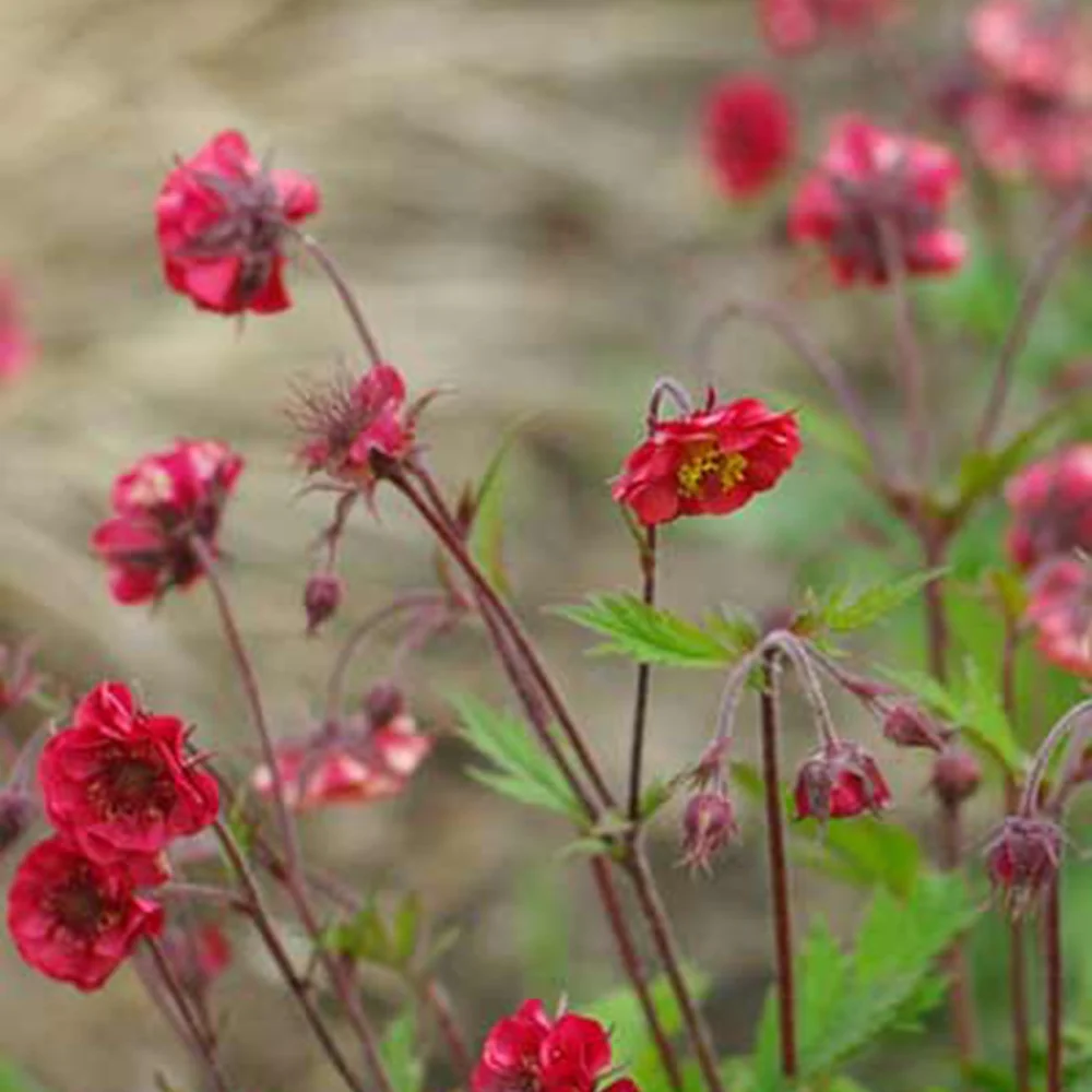 Geum 'Flames of Passion'® - Image 3