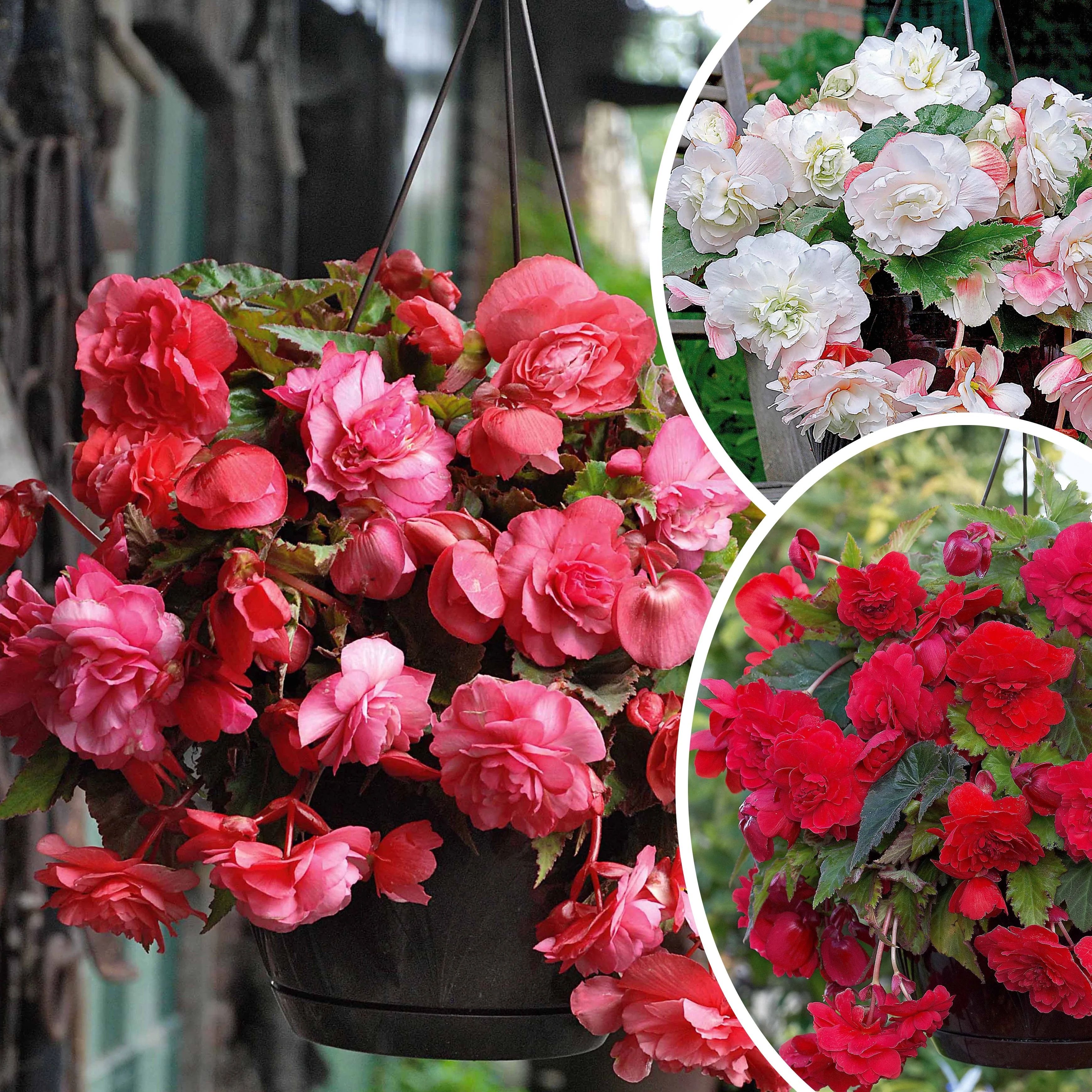 Geurende begonia Mix 'Red Glory' + 'Angelique' + 'Pink Delight' (x9)