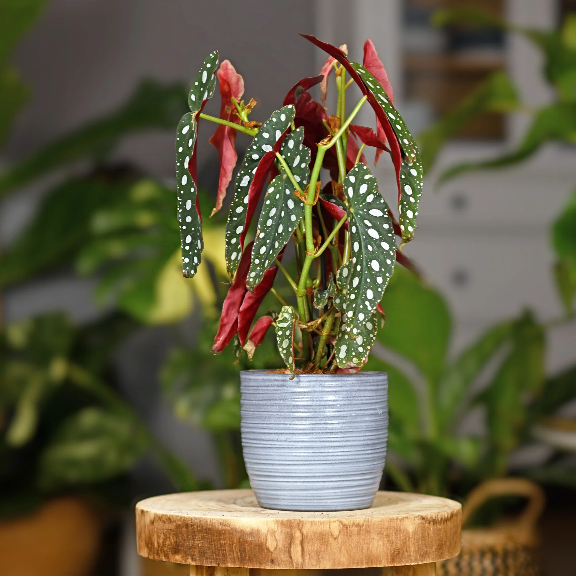 Gevlekte begonia
