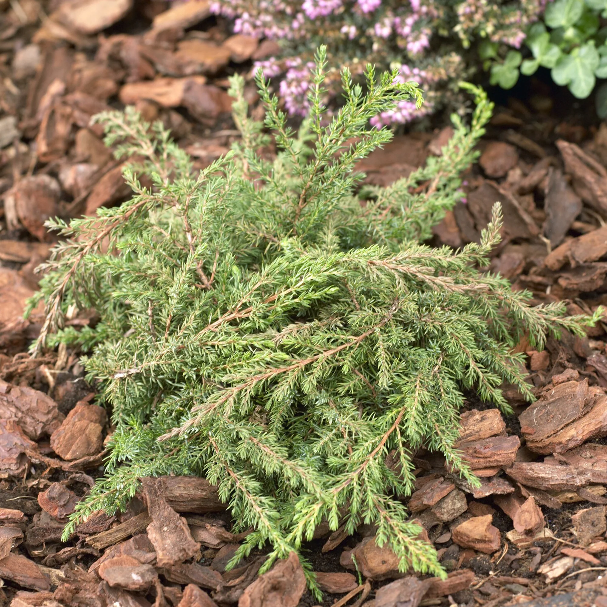 Gewone jeneverbes Green Carpet