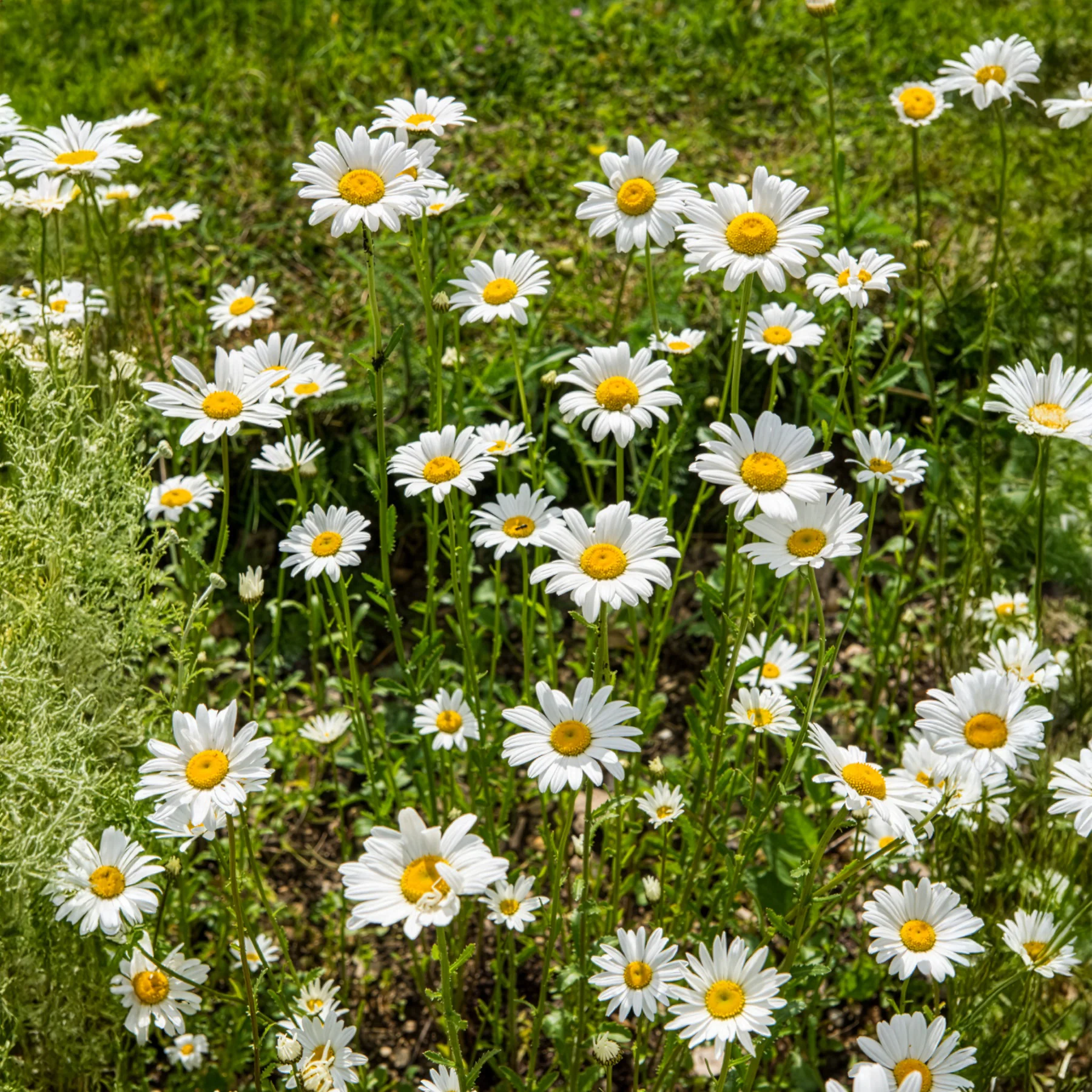 Gewone margriet