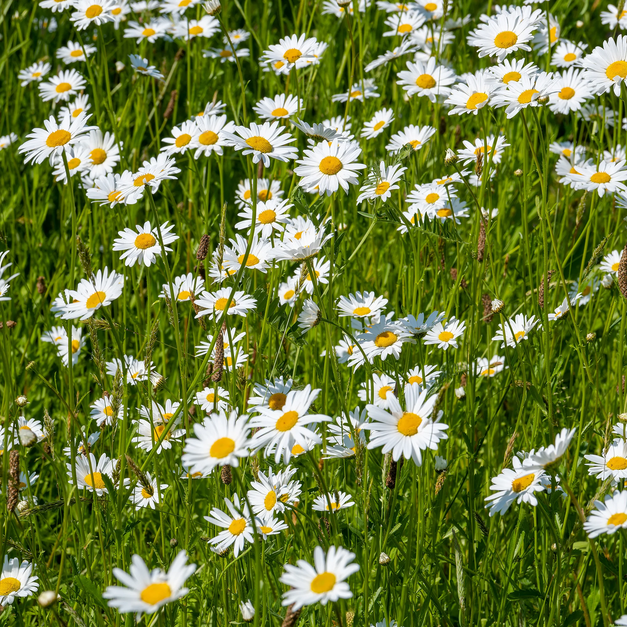 Gewone margriet - Image 3