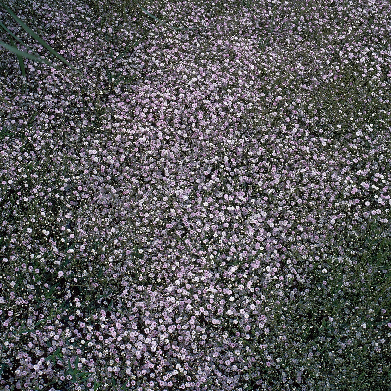 Gipskruid Rosenschleier - Image 2