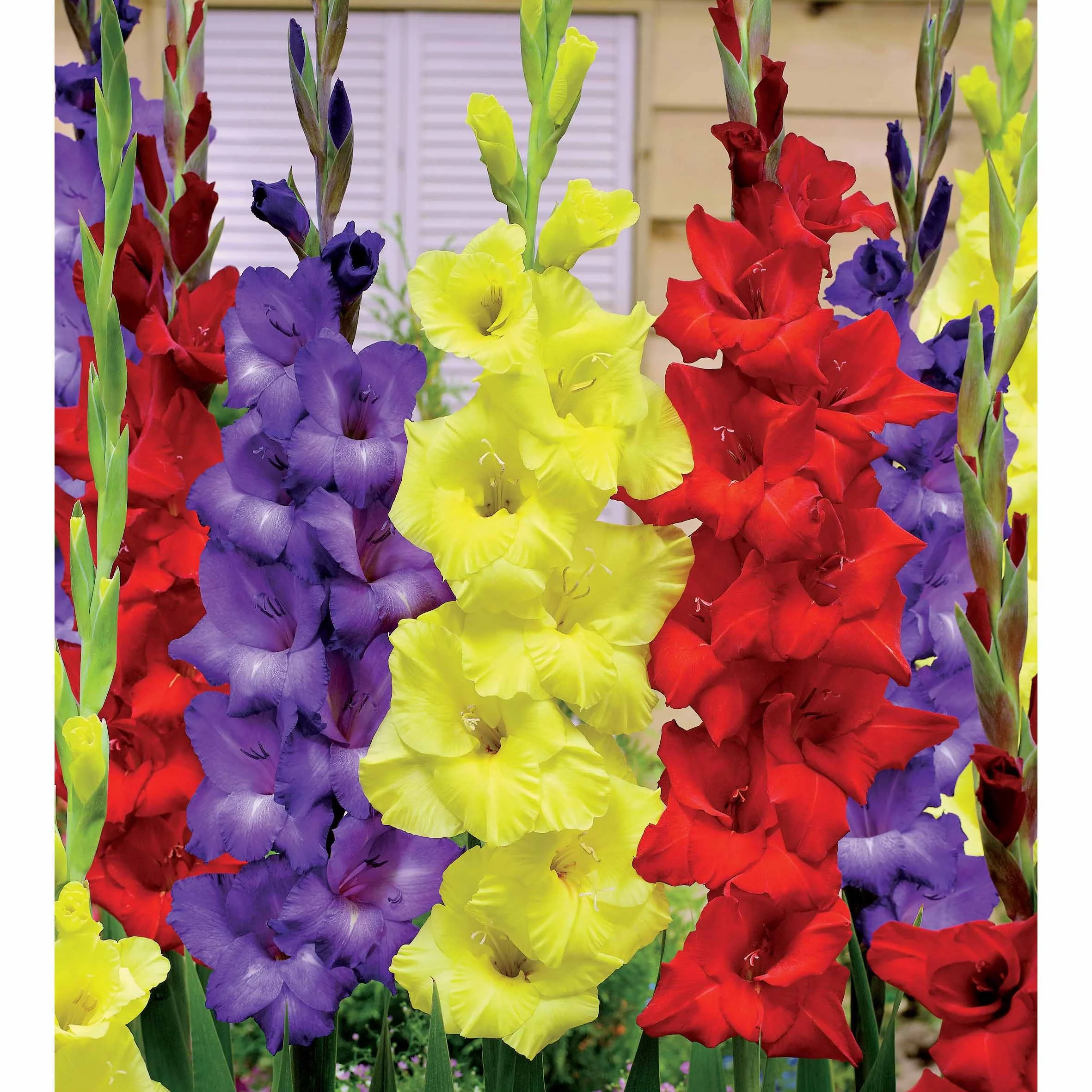 Gladiolen Gemengd (Paars, Geel en Rood) (x30)